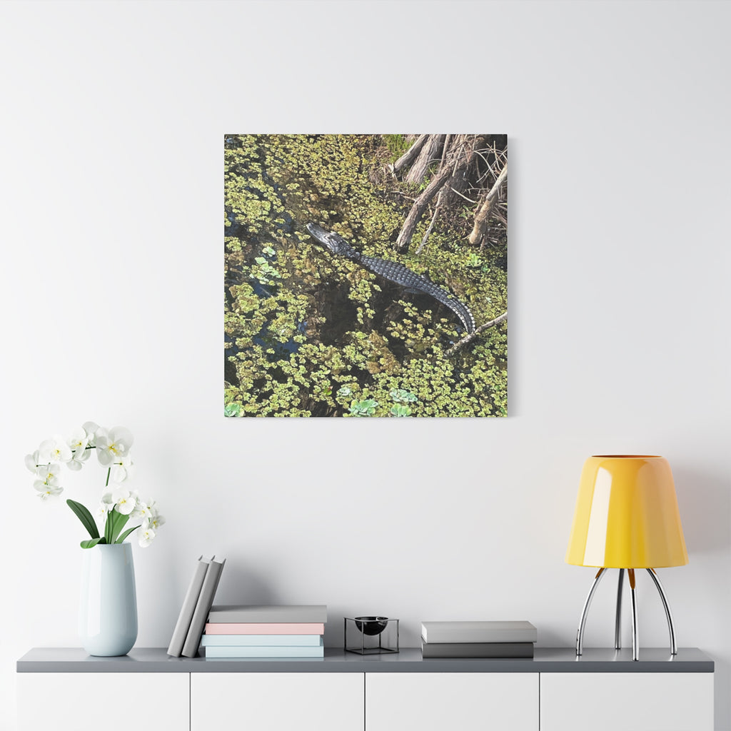 Alligator Photography Canvas Print — Matte Stretched Wall Art