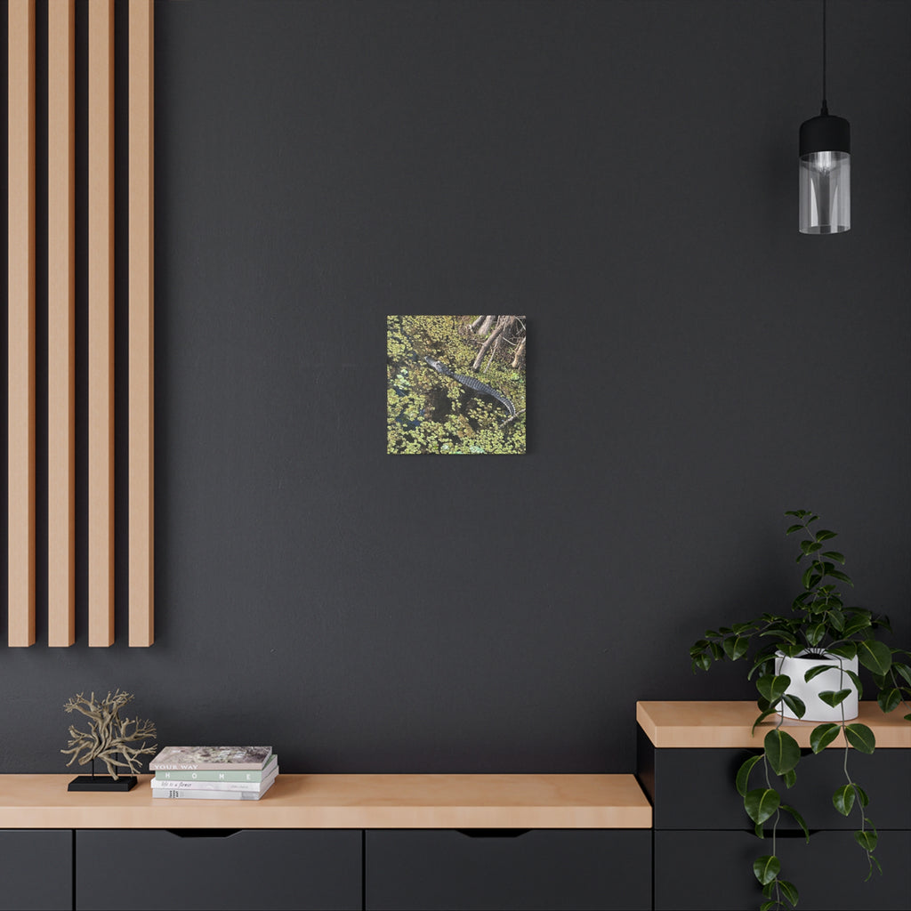 Alligator Photography Canvas Print — Matte Stretched Wall Art