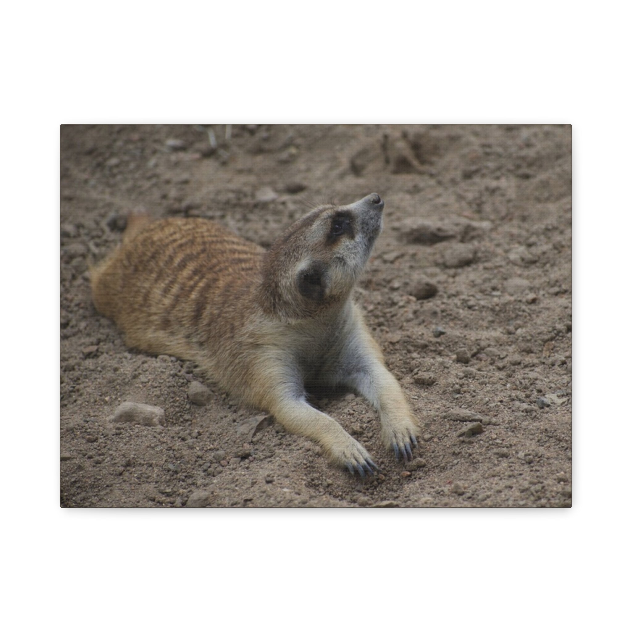 Meerkat Stretch Canvas Wall Art – Relaxed Desert Wildlife Print