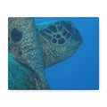 Green Sea Turtle Wall Canvas — Matte Stretched Ocean Photography Art