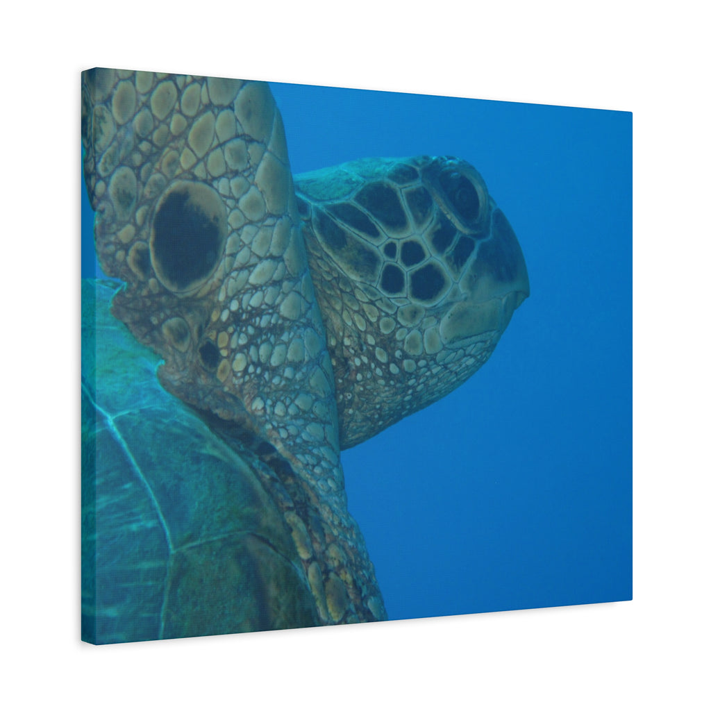 Green Sea Turtle Wall Canvas — Matte Stretched Ocean Photography Art