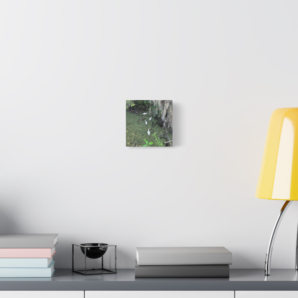 Swamp Egrets Canvas Print — Matte Stretched Nature Wall Art