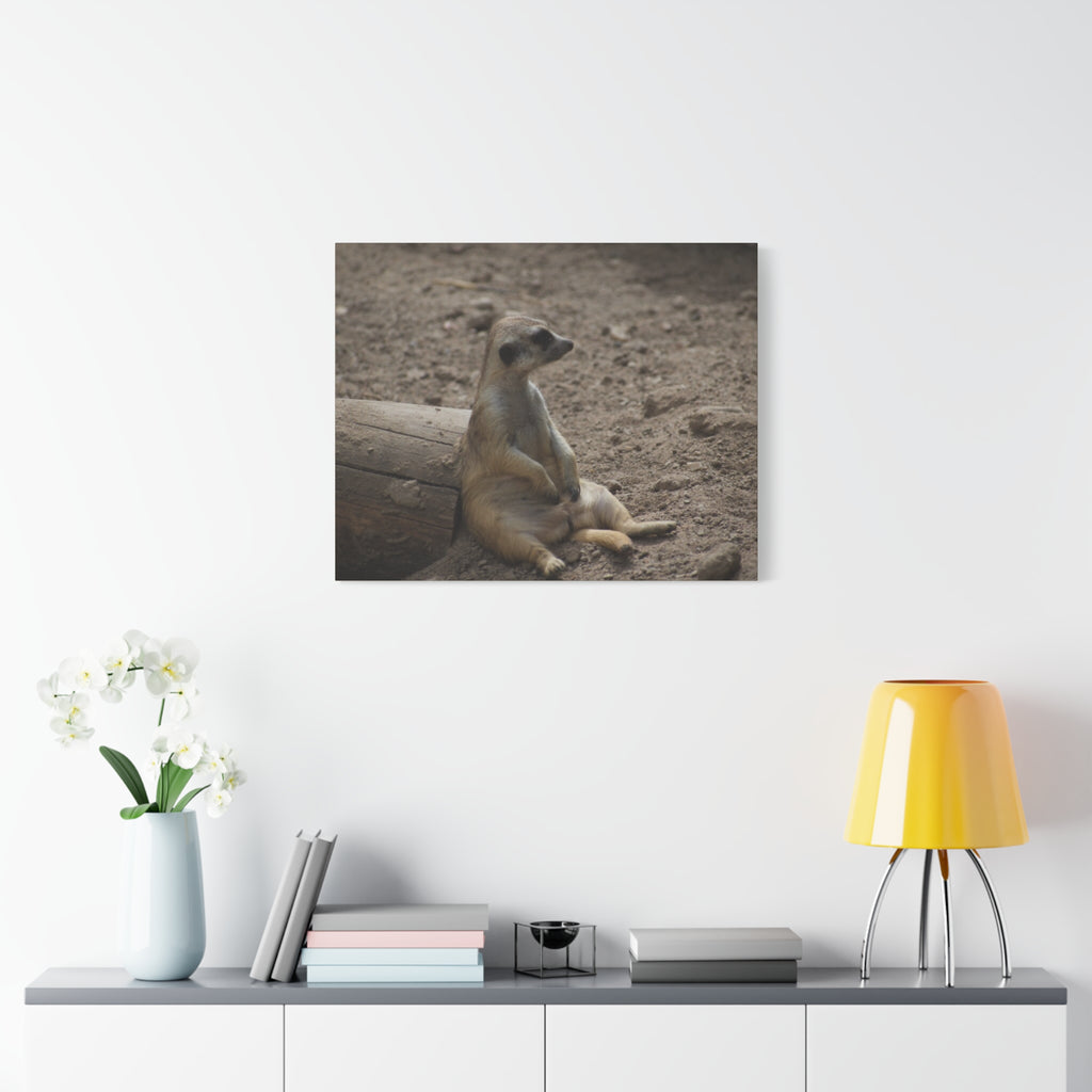 Relaxed Meerkat Matte Canvas Wall Art — Cute Animal Photo Print