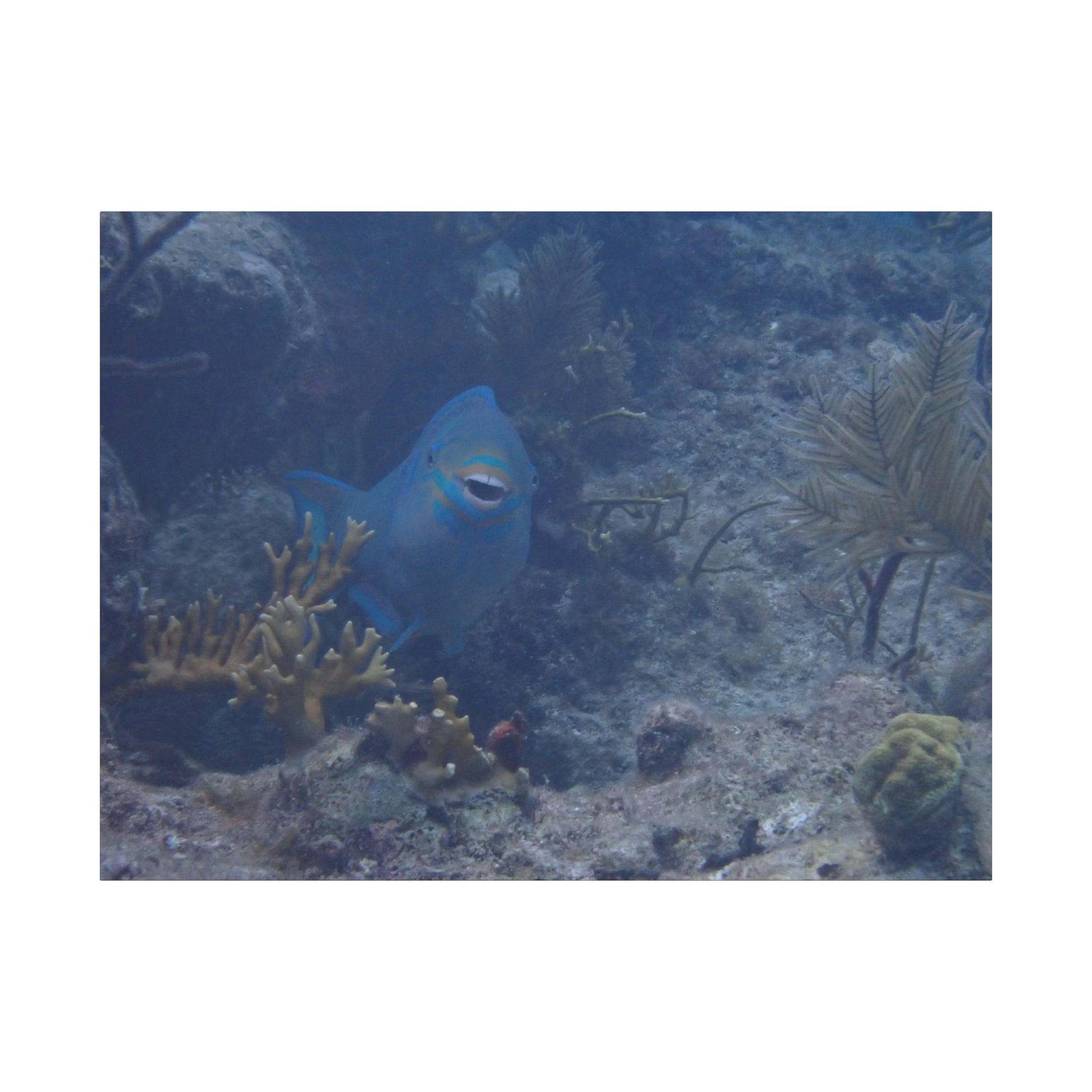 Underwater Parrotfish Canvas Print — Tropical Reef Wall Art