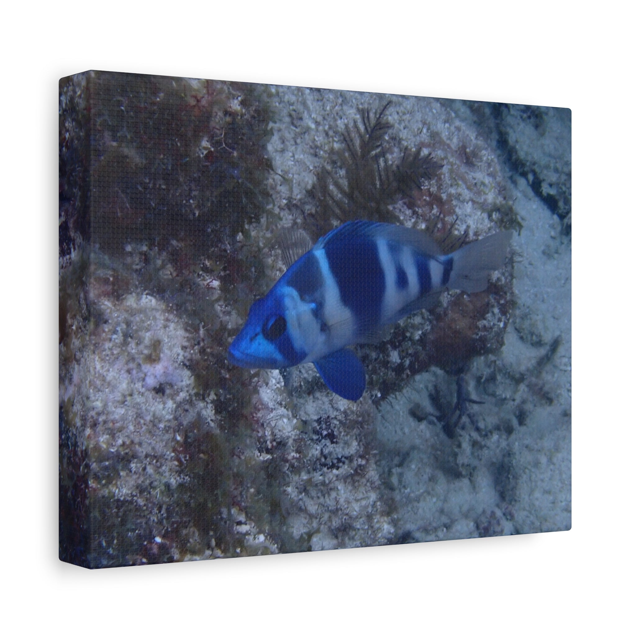 Indigo Hamlet Canvas Print — Underwater Matte Stretched Wall Art