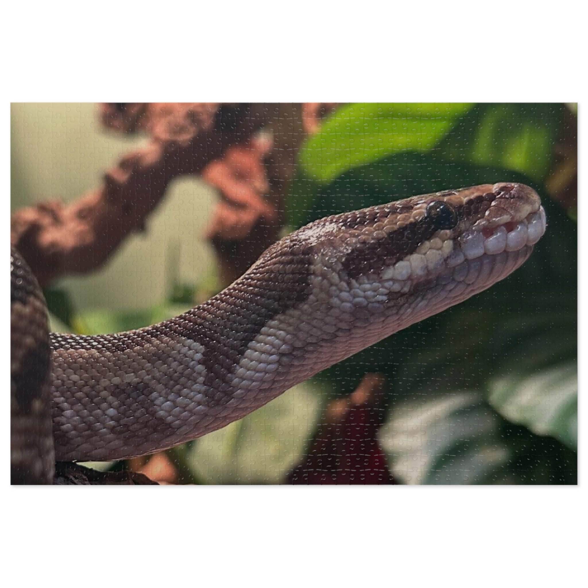 Snake Puzzle — Realistic Ball Python Jigsaw Puzzle with Tin