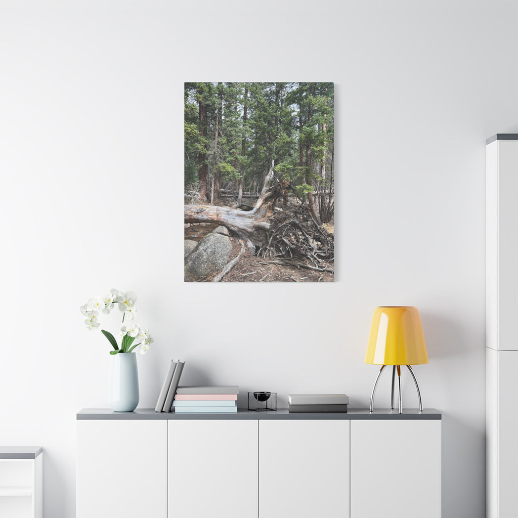 Forest Rootscape Matte Canvas Print — Stretched Wall Art
