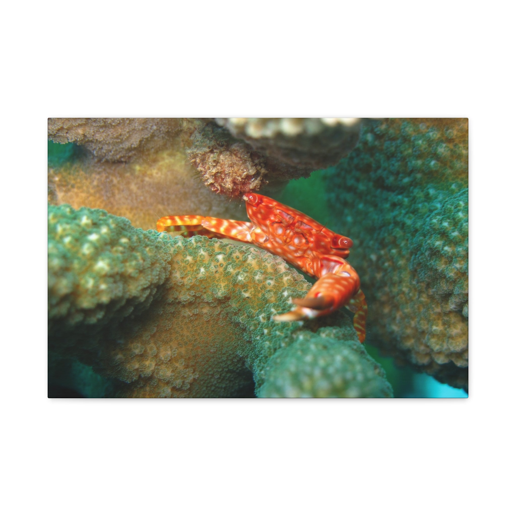 Coral Reef Crab Matte Canvas Print — Underwater Marine Wall Art