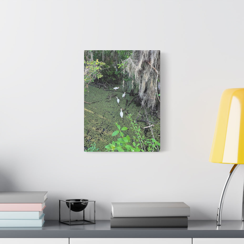 Swamp Egrets Canvas Print — Matte Stretched Nature Wall Art
