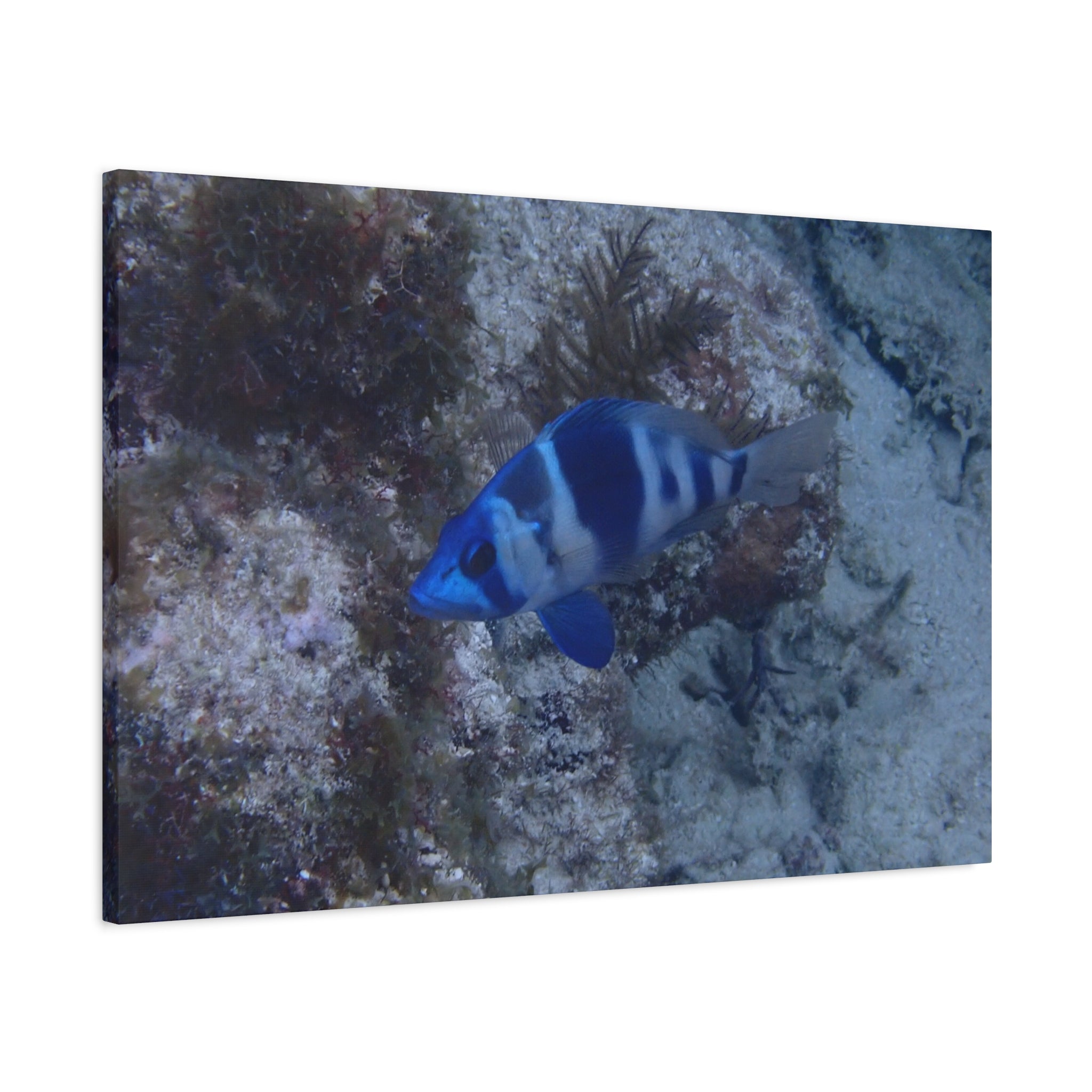 Indigo Hamlet Canvas Print — Underwater Matte Stretched Wall Art