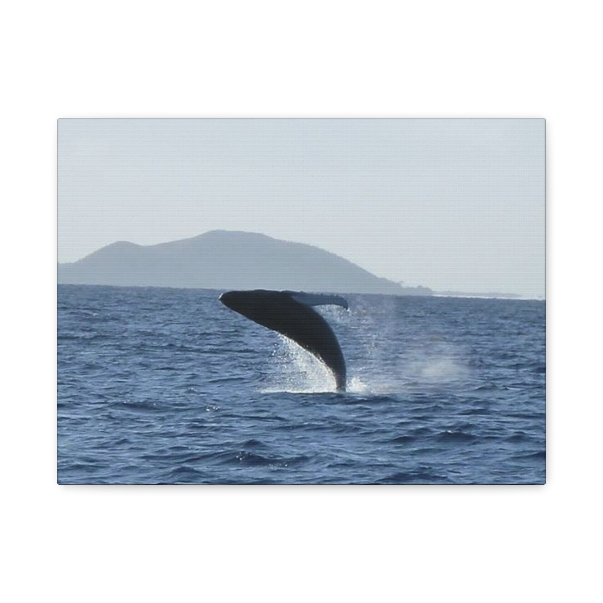 Humpback Whale Breach Matte Canvas Wall Art