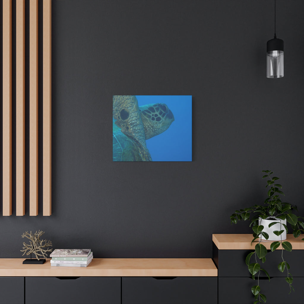 Green Sea Turtle Wall Canvas — Matte Stretched Ocean Photography Art