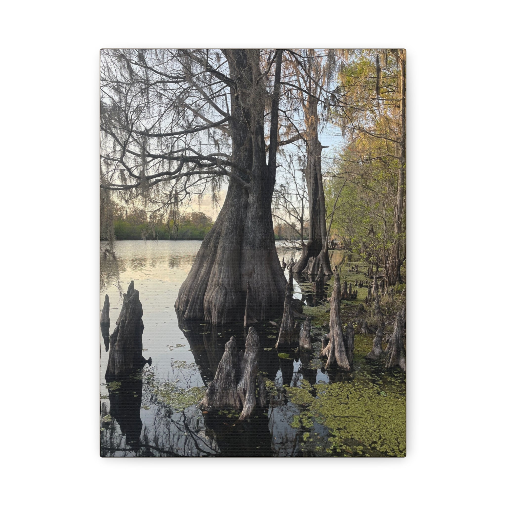 Swamp Matte Stretched Canvas