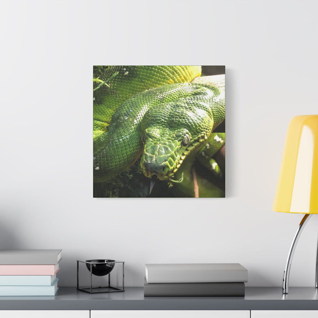 Green Tree Python Canvas Print — Tropical Snake Wall Art (Matte Stretched)