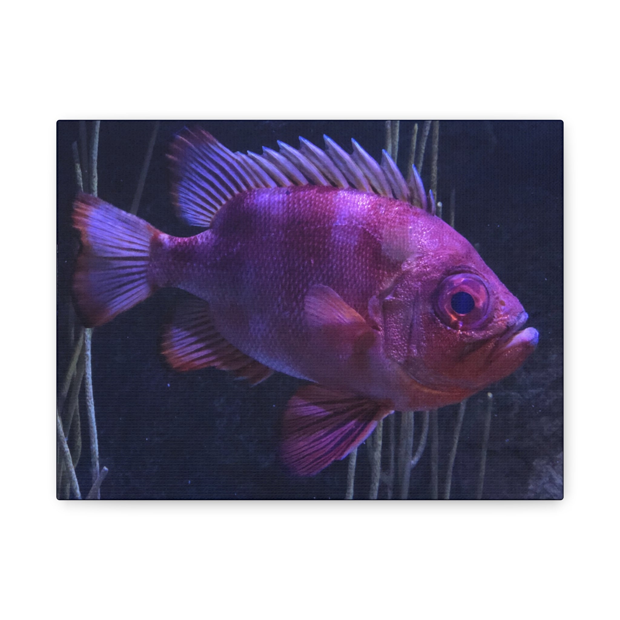 Popeye Catalufa Canvas Print — Vibrant Ocean Wall Art