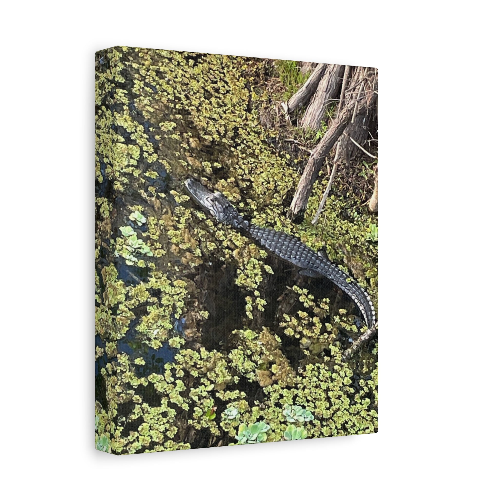 Alligator Photography Canvas Print — Matte Stretched Wall Art