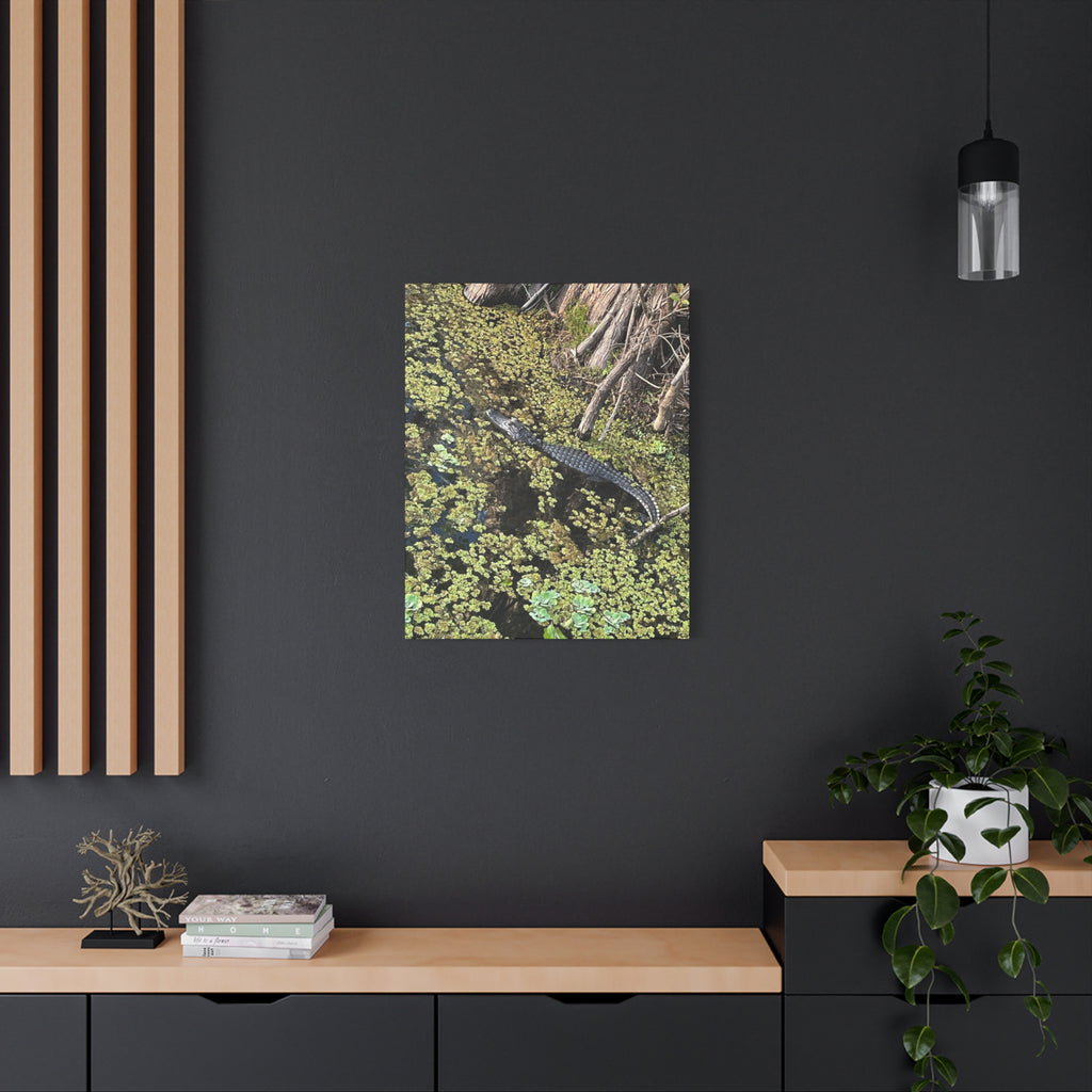 Alligator Photography Canvas Print — Matte Stretched Wall Art