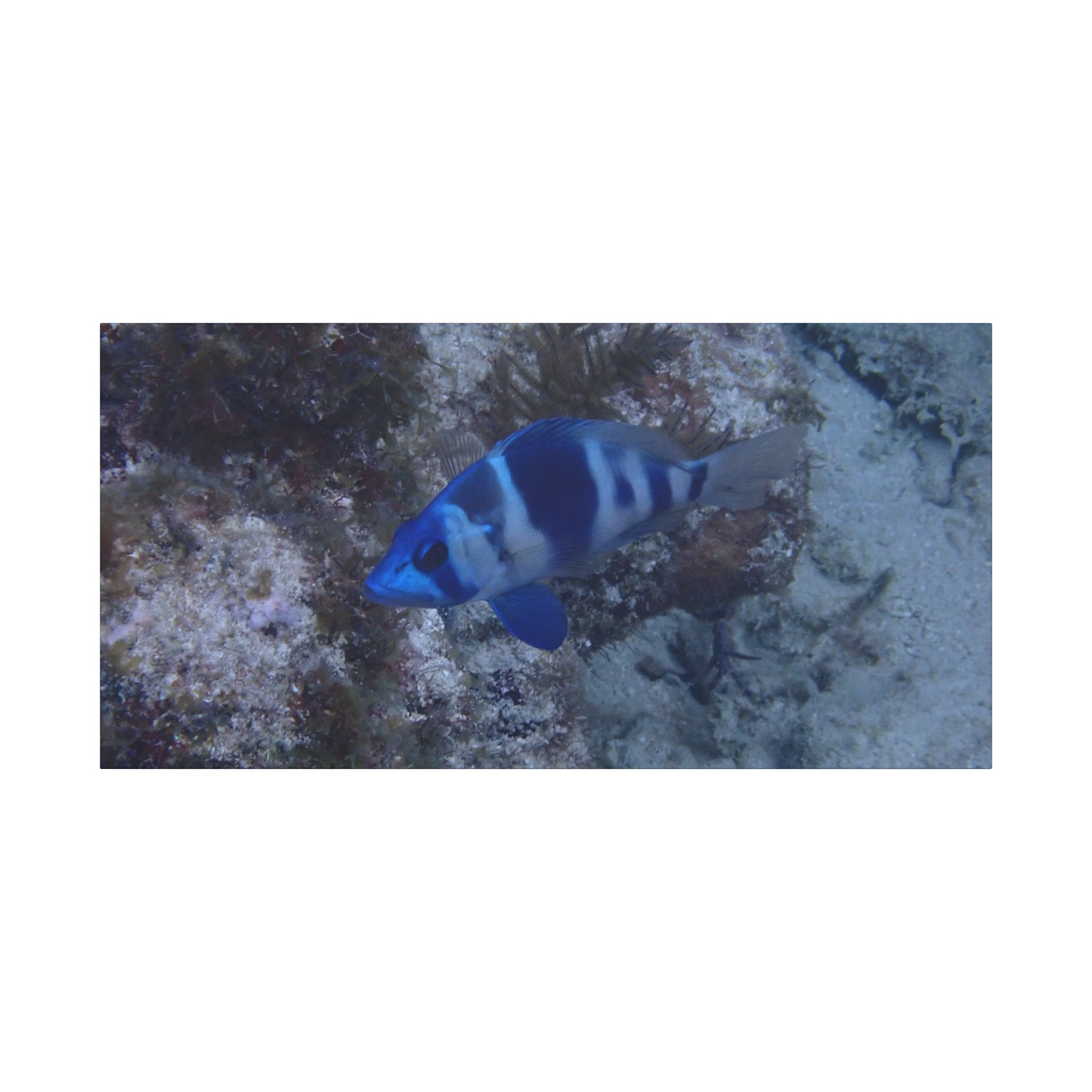Indigo Hamlet Canvas Print — Underwater Matte Stretched Wall Art