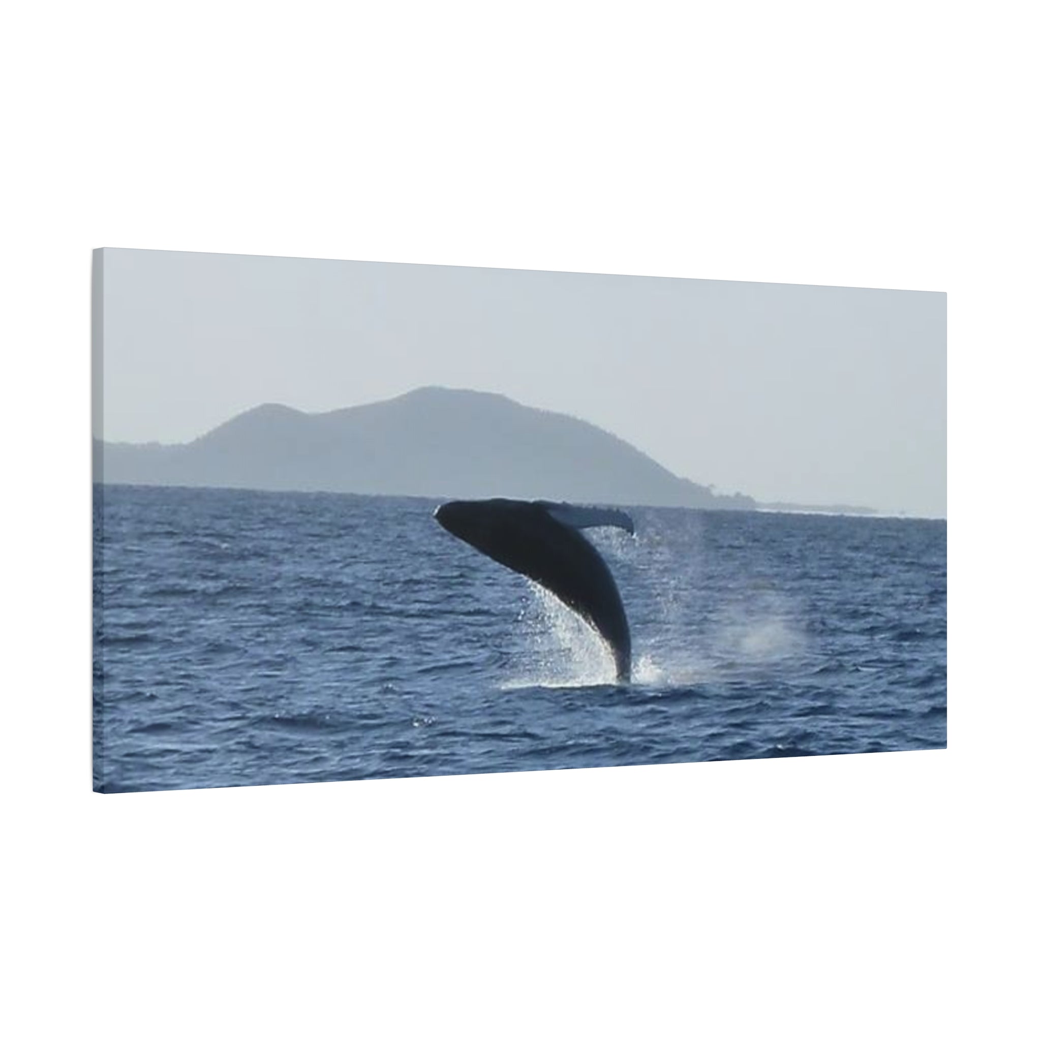 Humpback Whale Breach Matte Canvas Wall Art