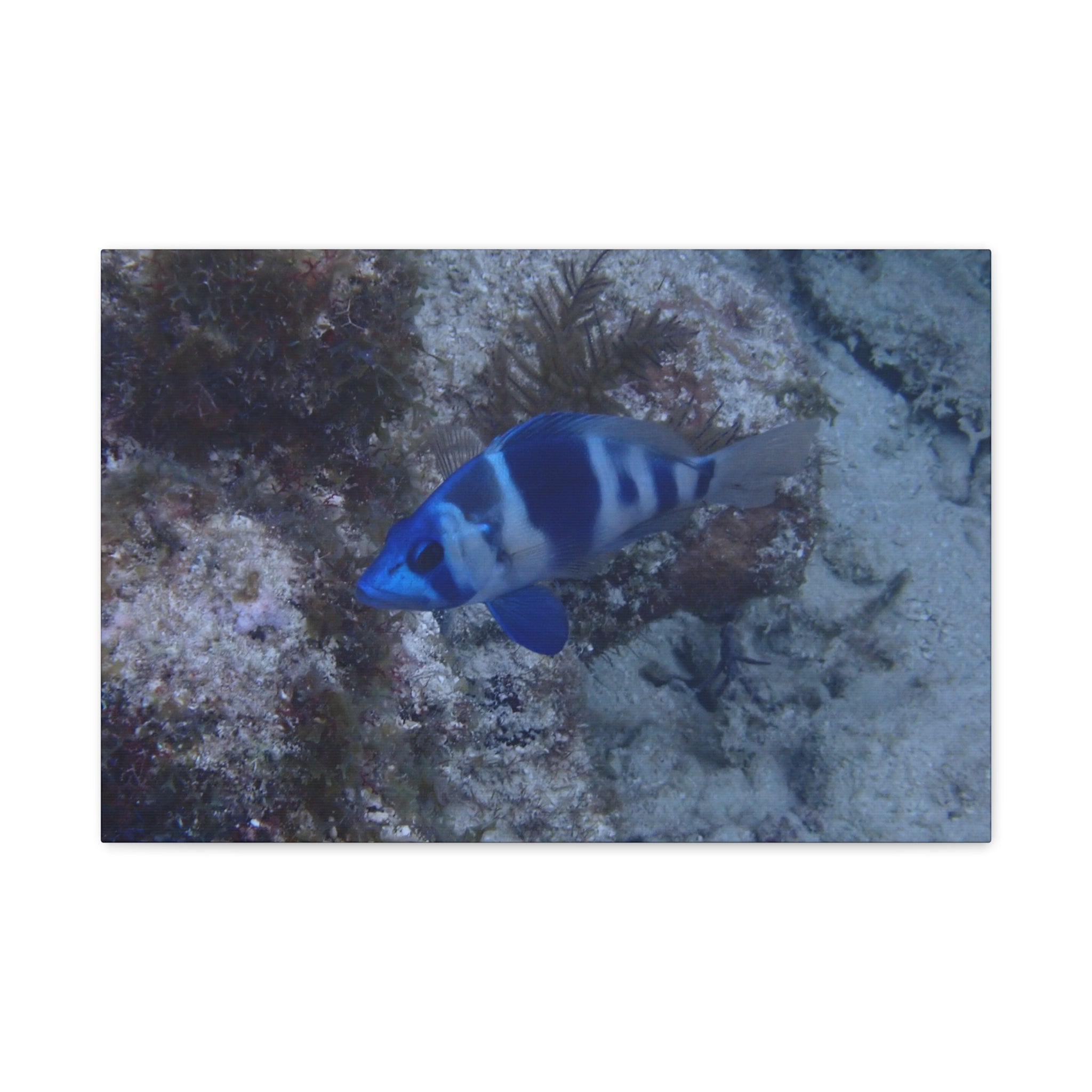 Indigo Hamlet Canvas Print — Underwater Matte Stretched Wall Art