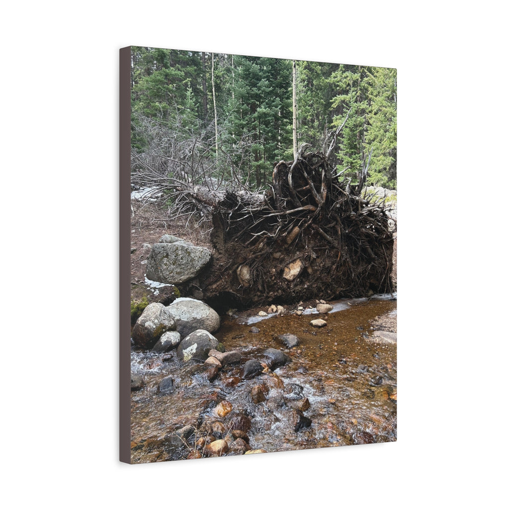 Riverbank Forest Canvas Print – Matte Stretched Wall Art (1.25")