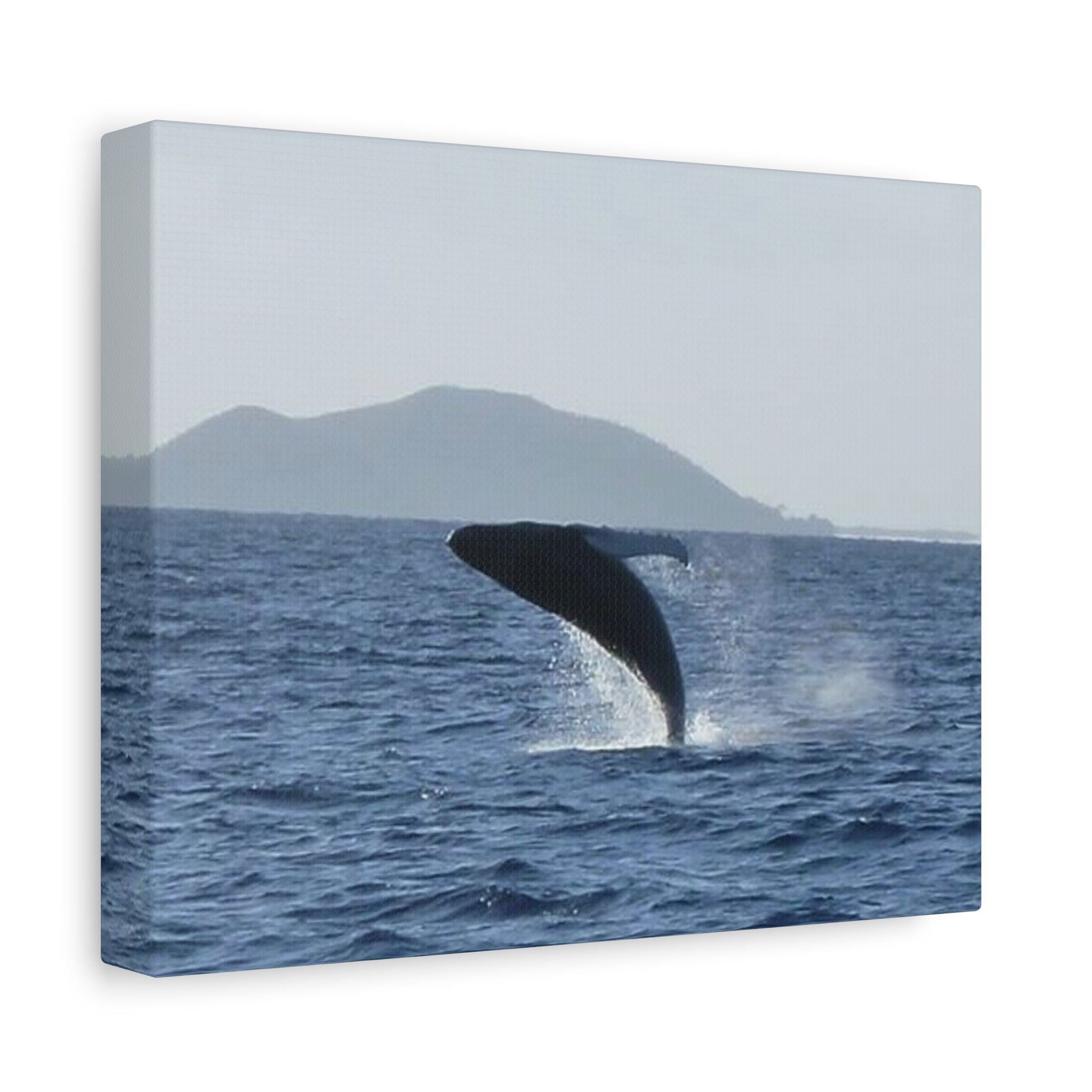Humpback Whale Breach Matte Canvas Wall Art