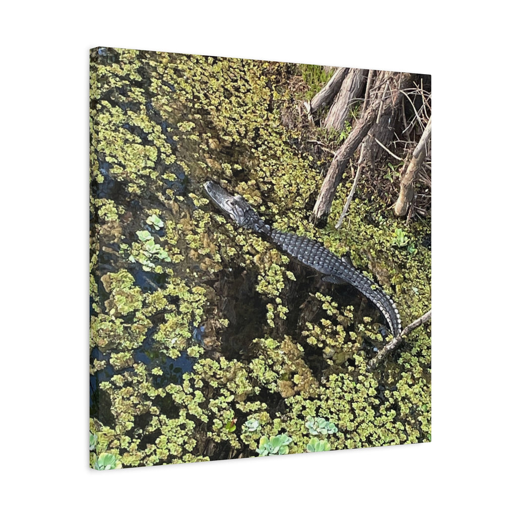 Alligator Photography Canvas Print — Matte Stretched Wall Art