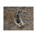 Meerkat Jigsaw Puzzle with Tin – Wildlife Puzzle Gift