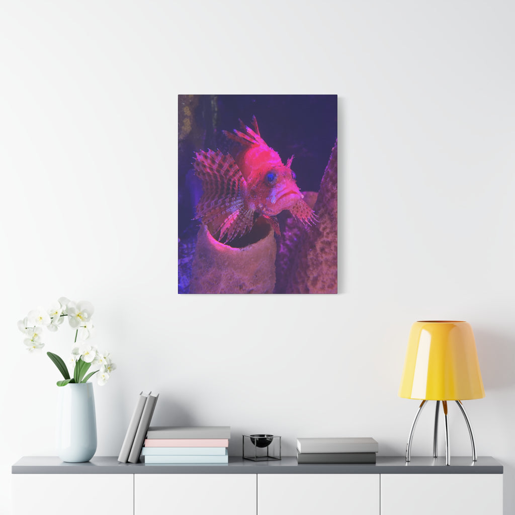 Fuzzy Dwarf Lionfish Canvas Print — Vibrant Marine Wall Art (1.25" Stretched)