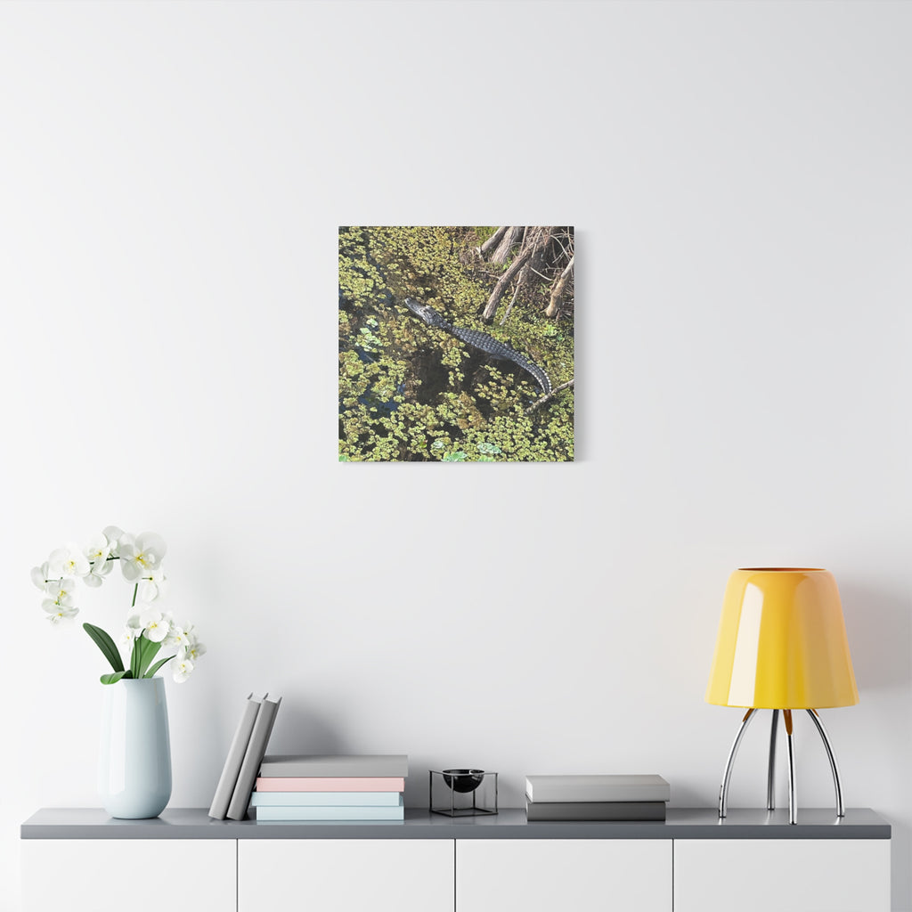Alligator Photography Canvas Print — Matte Stretched Wall Art