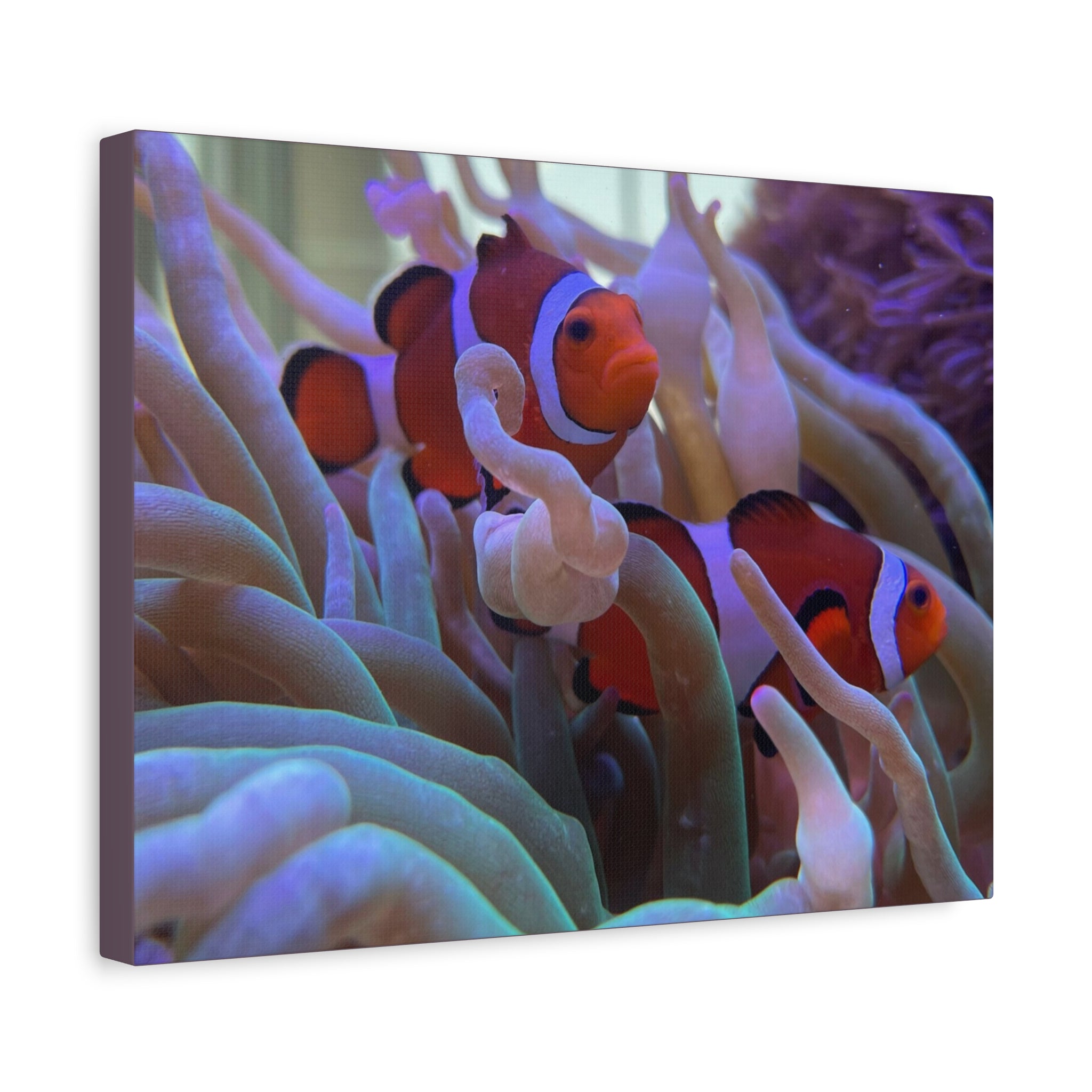 Clownfish Reef Matte Stretched Canvas Wall Art