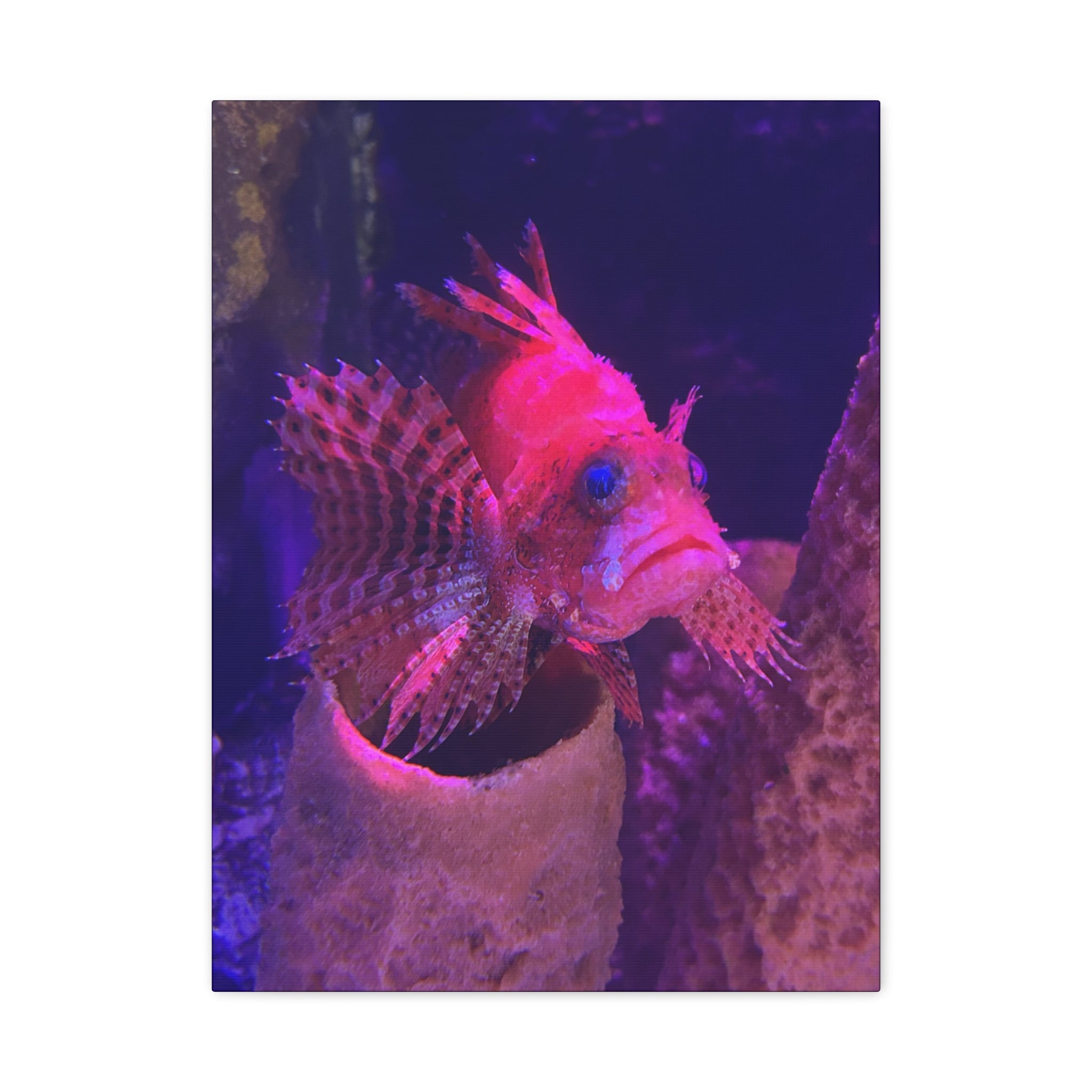 Fuzzy Dwarf Lionfish Canvas Print — Vibrant Marine Wall Art (1.25" Stretched)