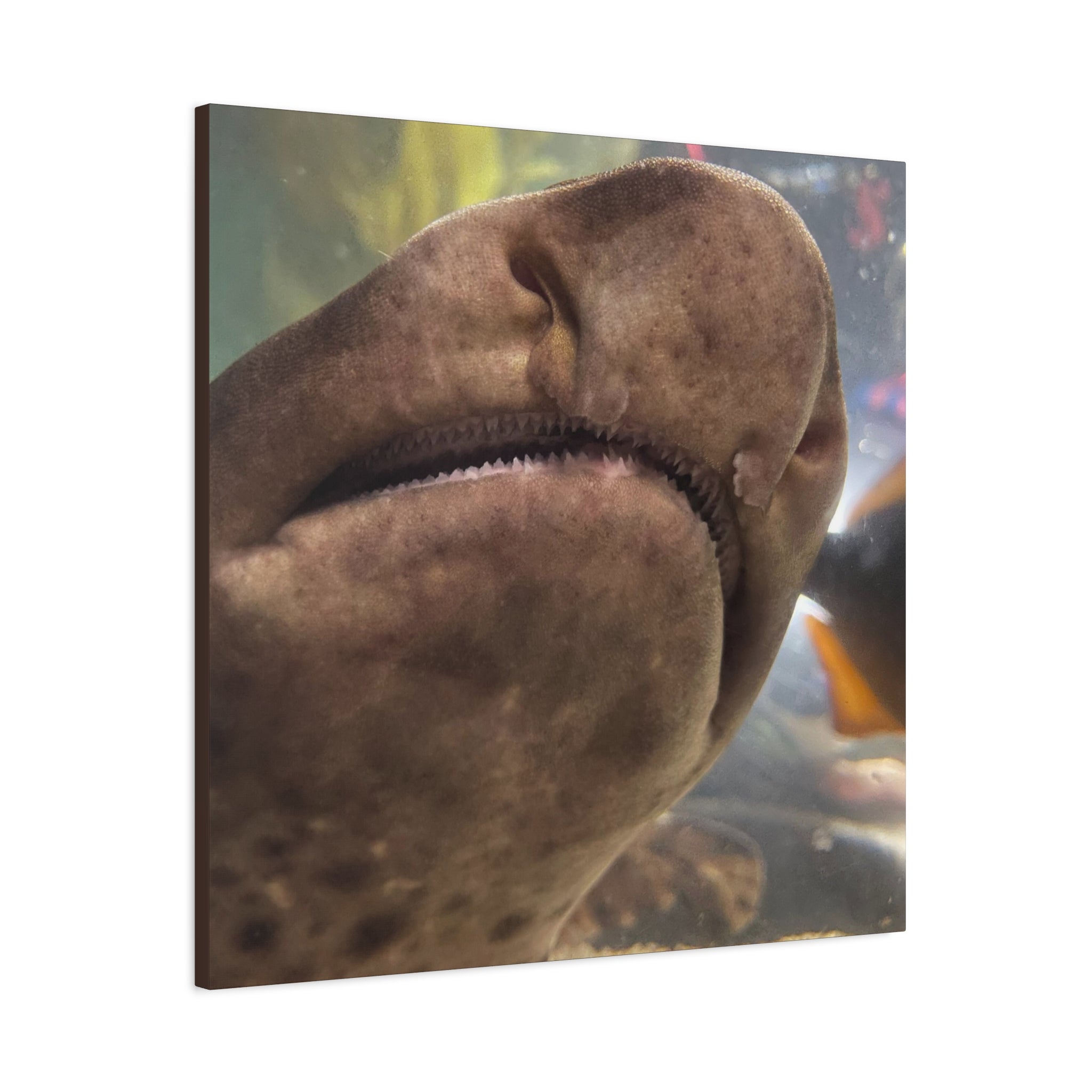 Swell Shark Close-Up Matte Canvas Print — Stretched 1.25" Wall Art