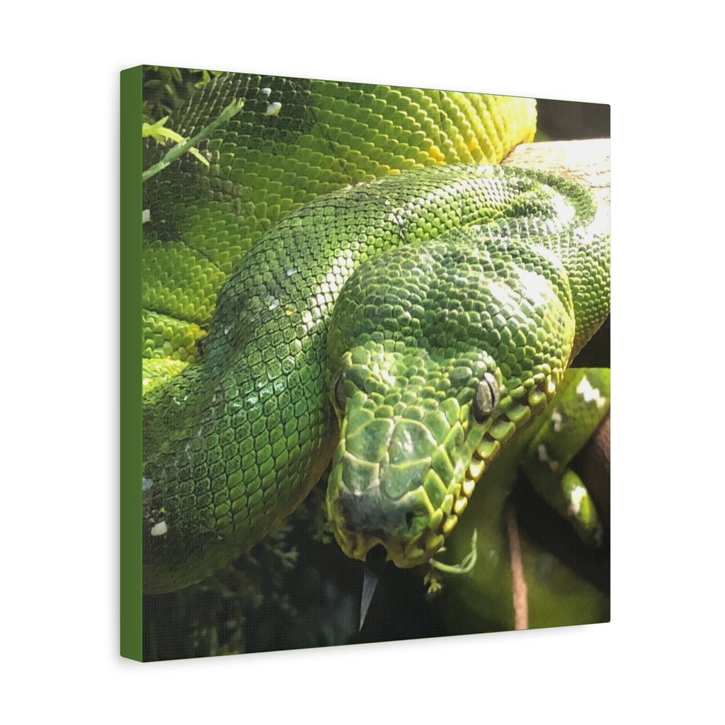 Green Tree Python Canvas Print — Tropical Snake Wall Art (Matte Stretched)