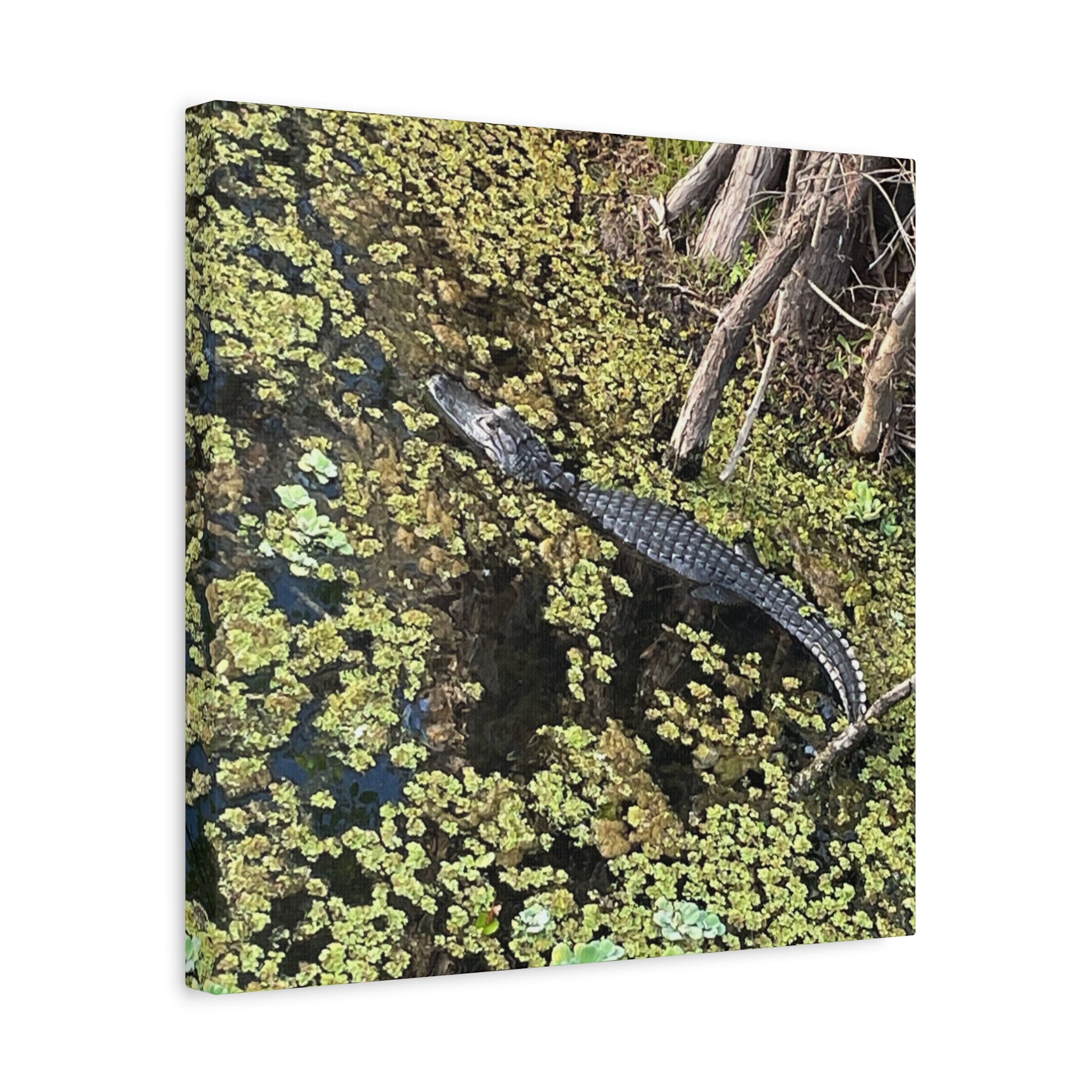Alligator Photography Canvas Print — Matte Stretched Wall Art