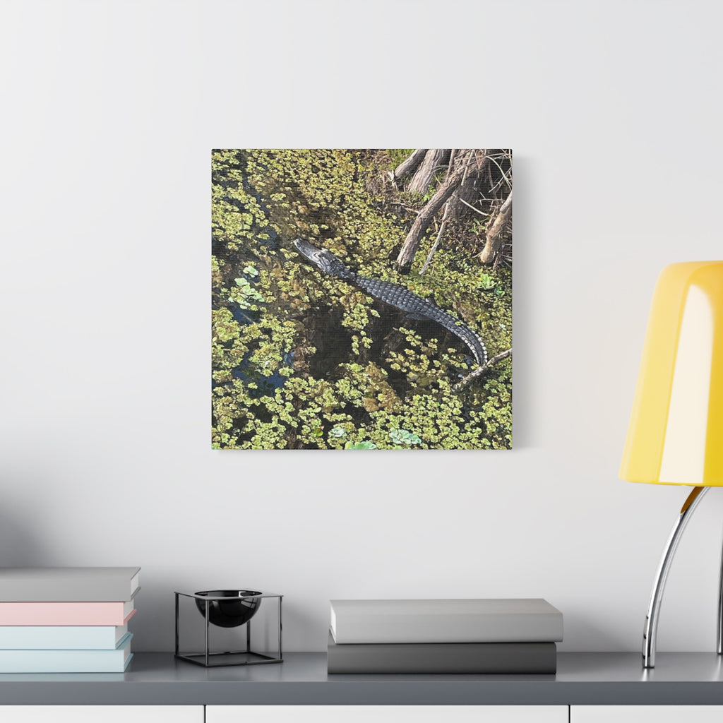 Alligator Photography Canvas Print — Matte Stretched Wall Art