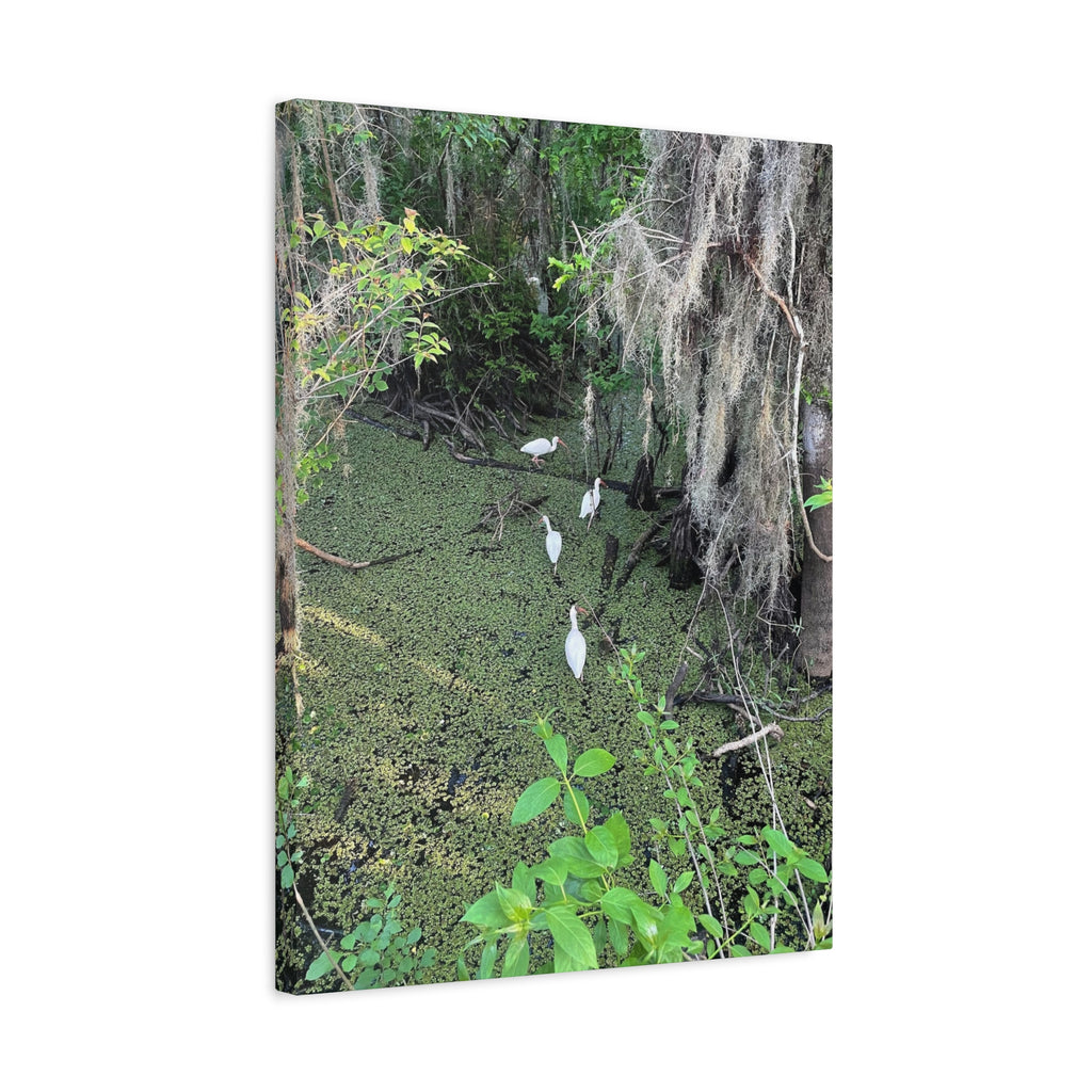 Swamp Egrets Canvas Print — Matte Stretched Nature Wall Art