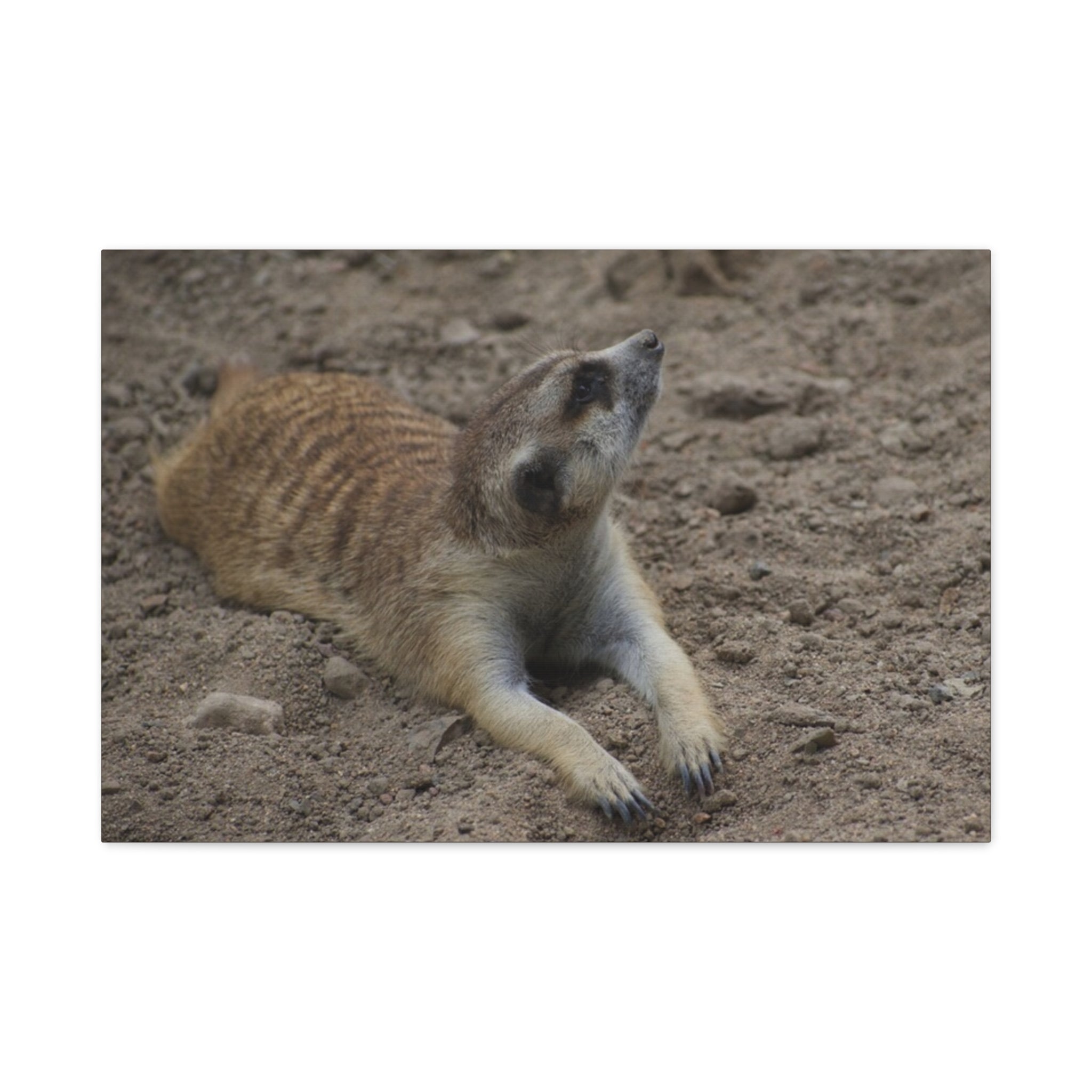 Meerkat Stretch Canvas Wall Art – Relaxed Desert Wildlife Print