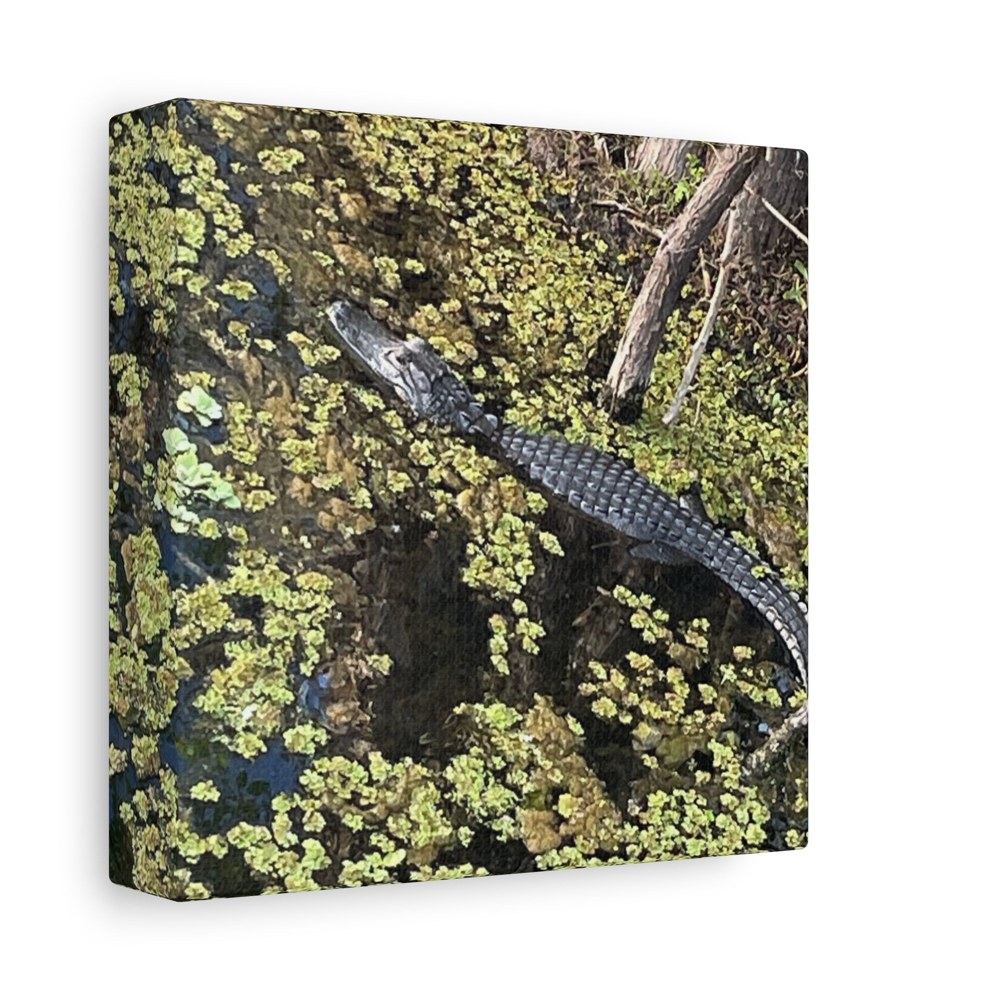 Alligator Photography Canvas Print — Matte Stretched Wall Art