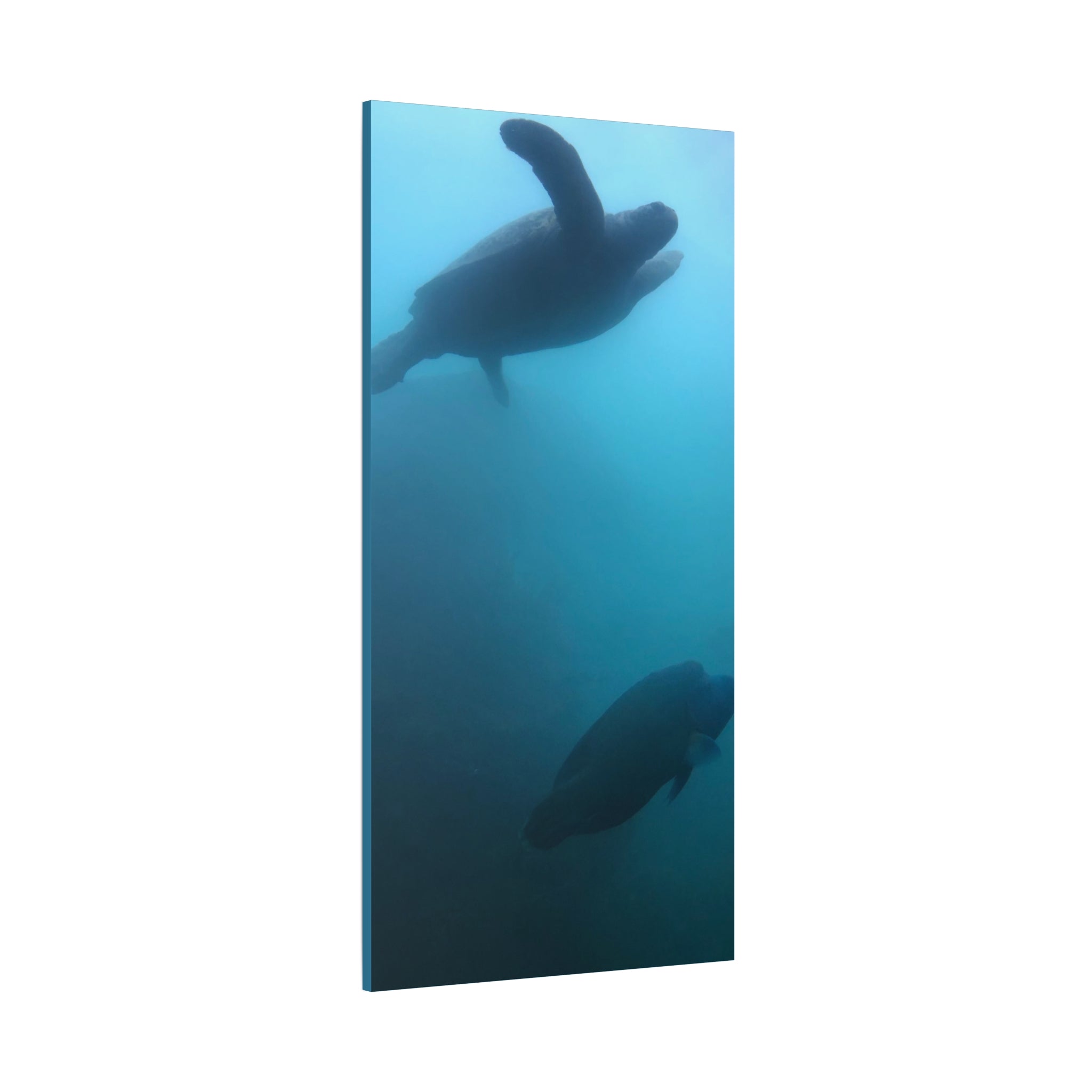 Sea Turtle and Humphead Wrasse Ocean Canvas Wall Art — Matte Stretched 1.25"