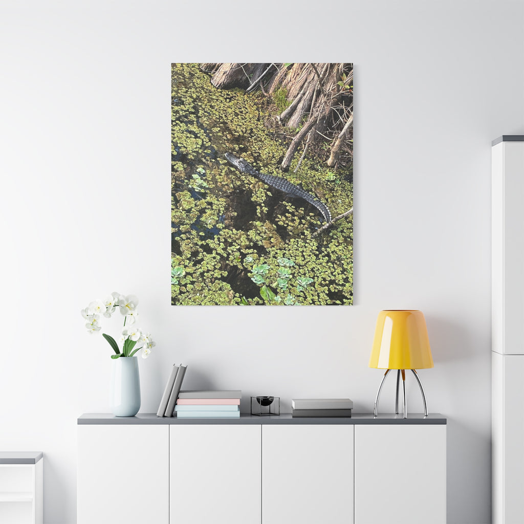 Alligator Photography Canvas Print — Matte Stretched Wall Art