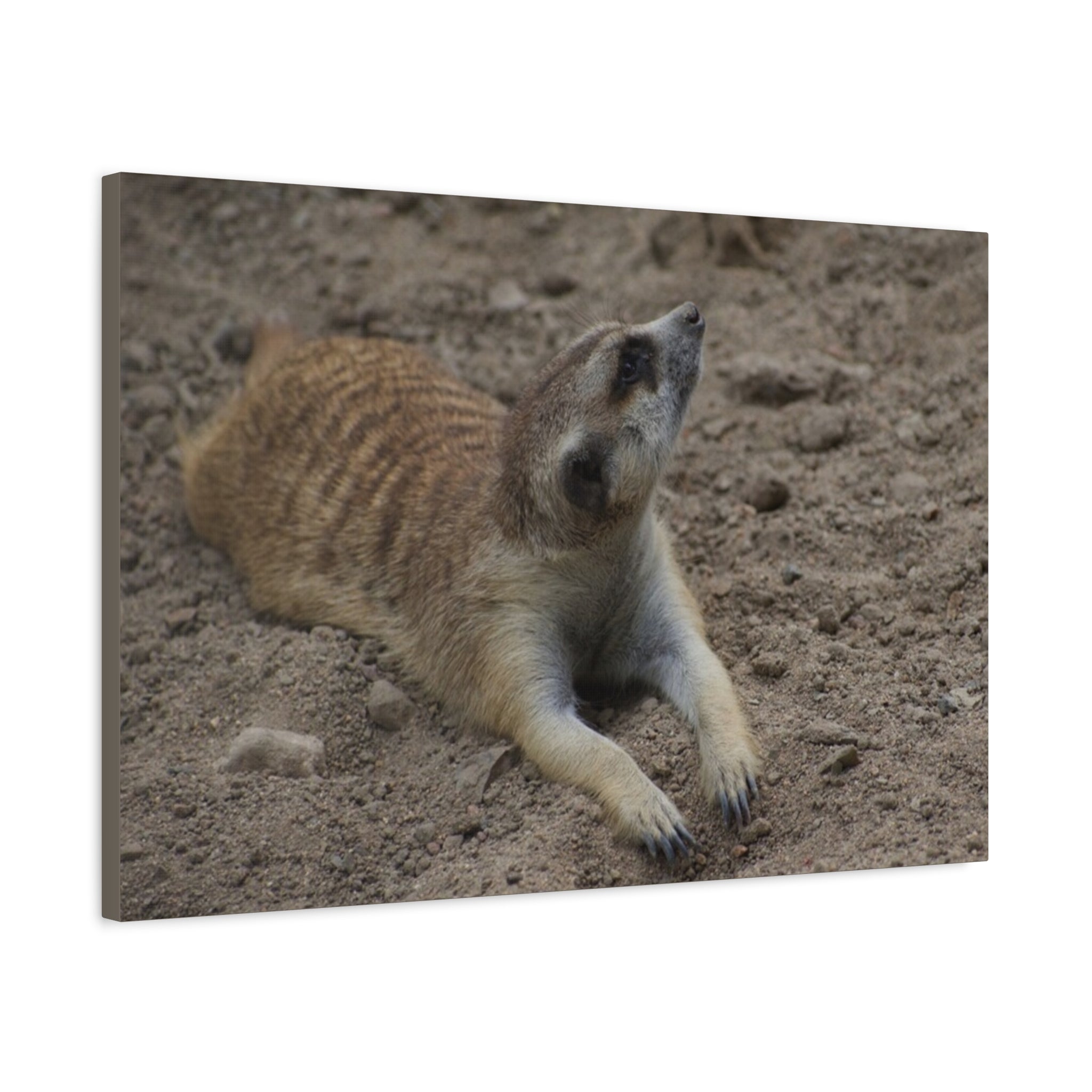 Meerkat Stretch Canvas Wall Art – Relaxed Desert Wildlife Print