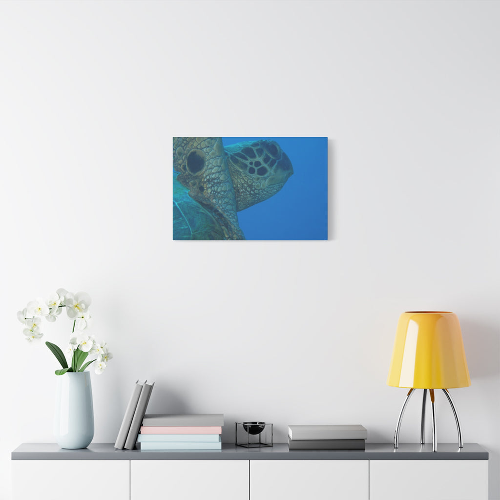Green Sea Turtle Wall Canvas — Matte Stretched Ocean Photography Art