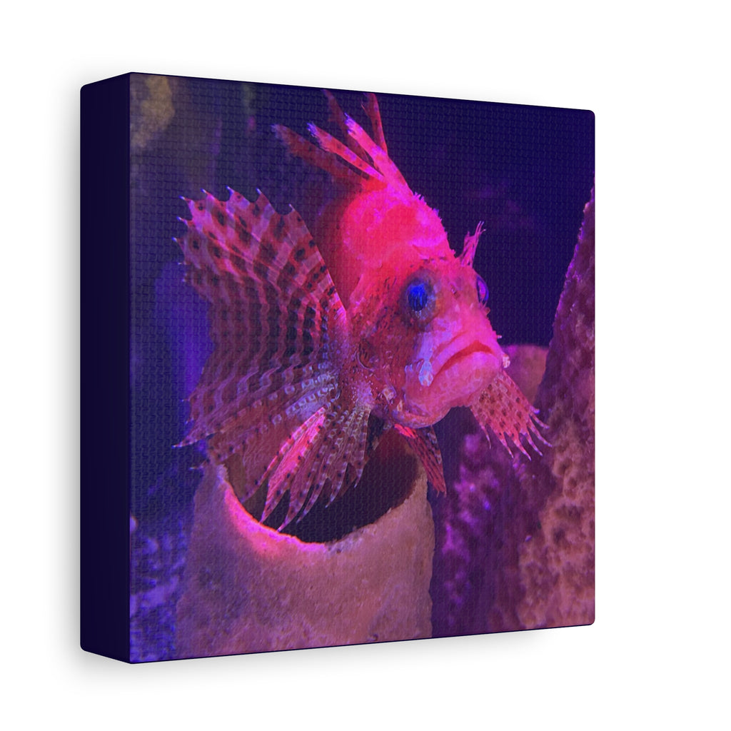 Fuzzy Dwarf Lionfish Canvas Print — Vibrant Marine Wall Art (1.25" Stretched)