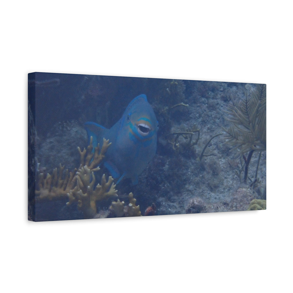Underwater Parrotfish Canvas Print — Tropical Reef Wall Art