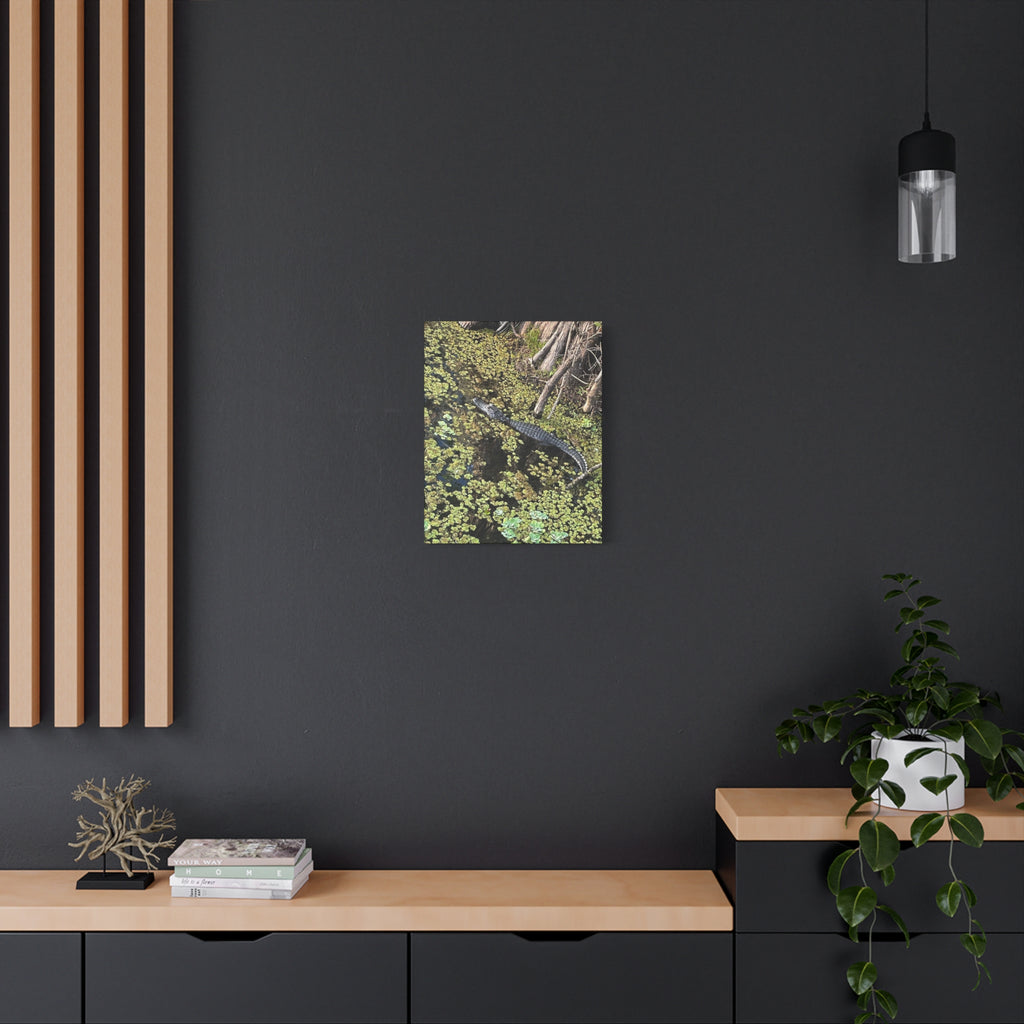 Alligator Photography Canvas Print — Matte Stretched Wall Art