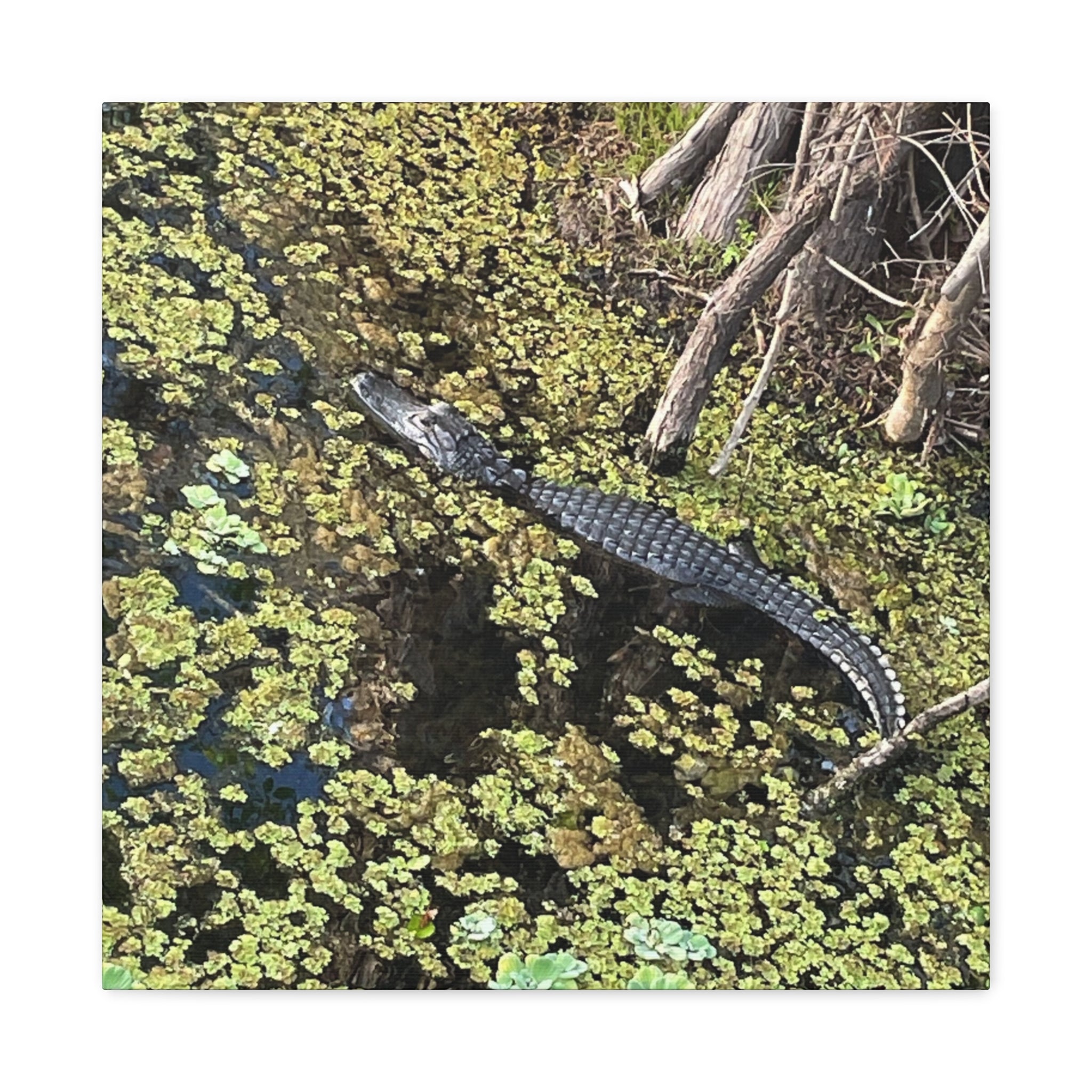 Alligator Photography Canvas Print — Matte Stretched Wall Art