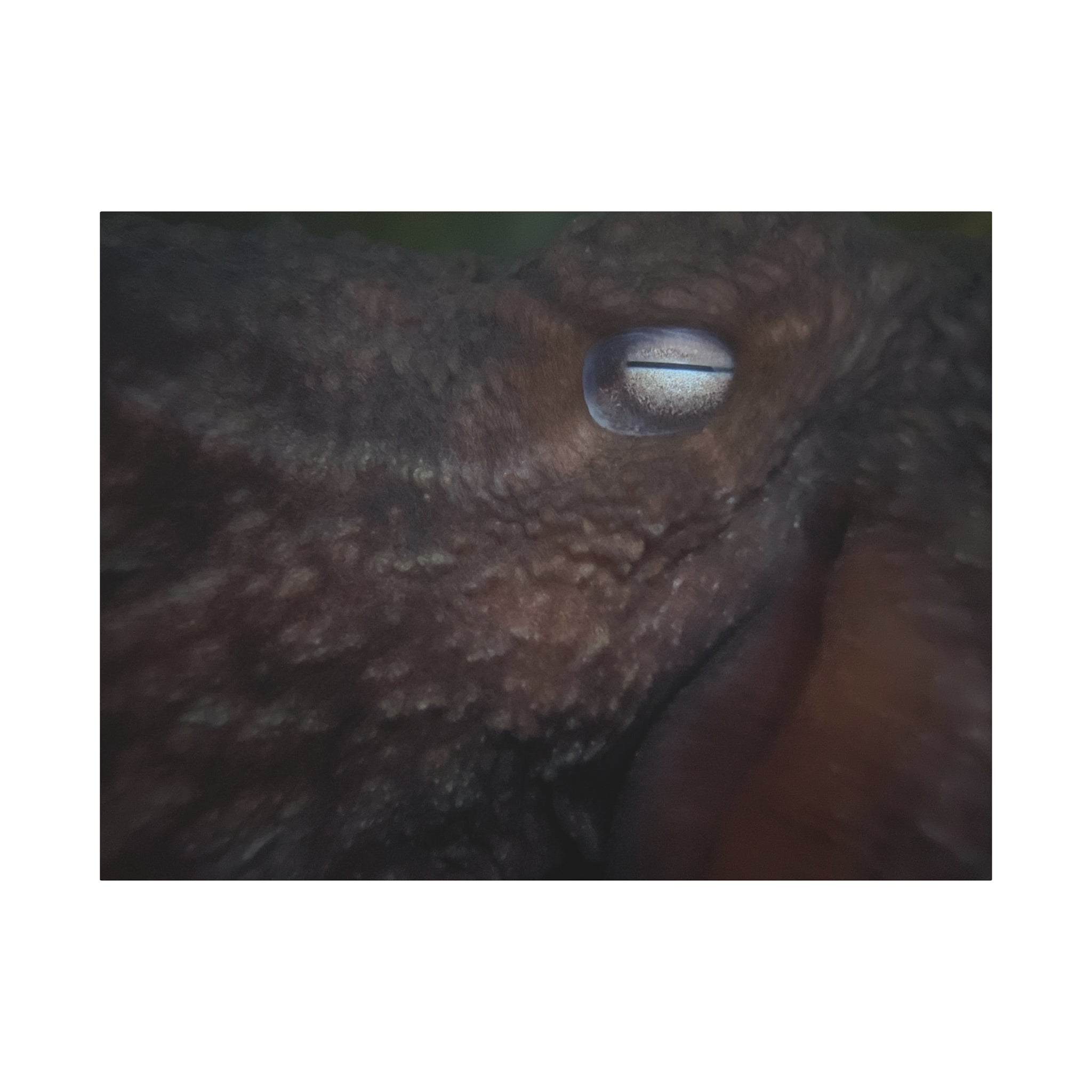 Octopus Eye Matte Canvas Print — Deep Sea Photography Wall Art