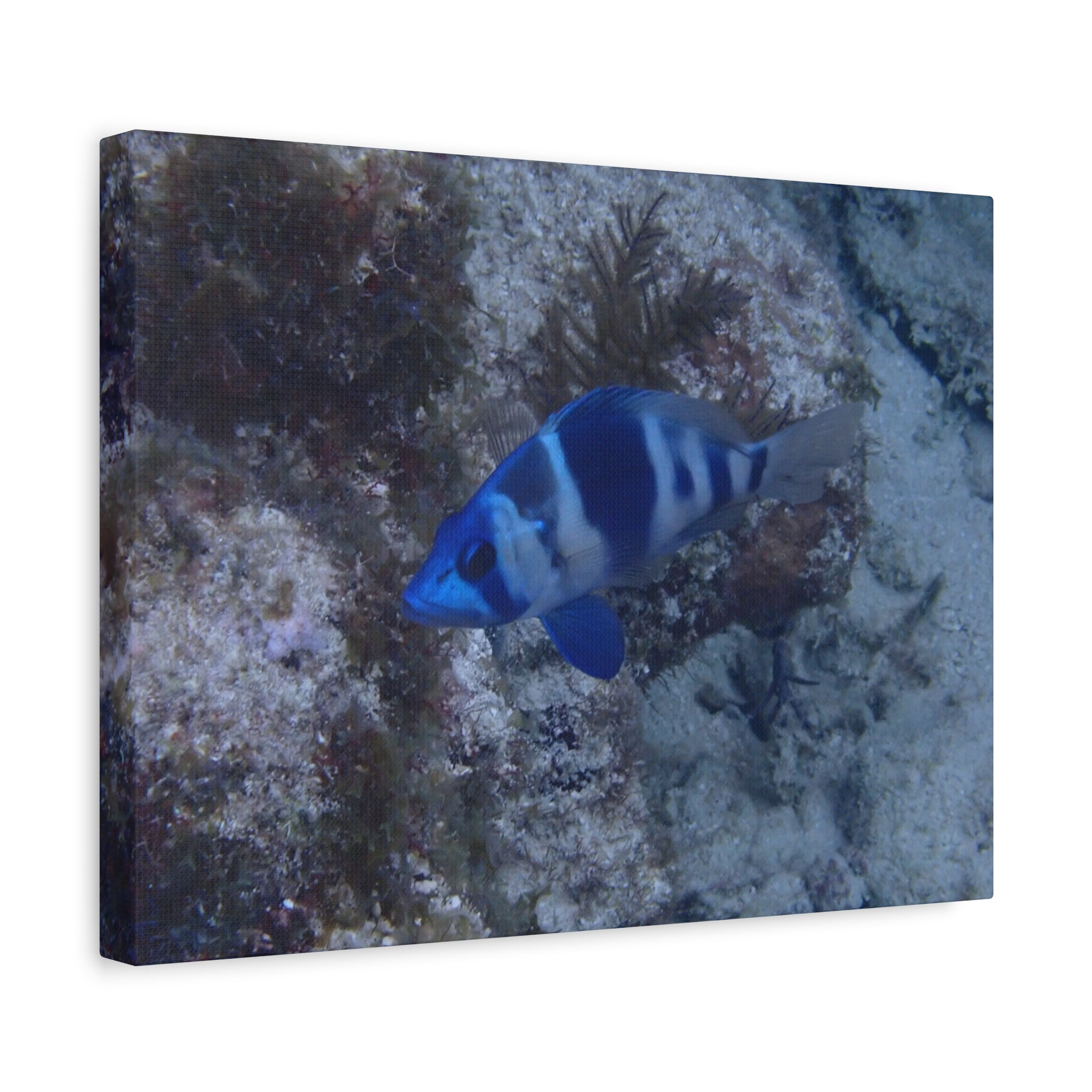 Indigo Hamlet Canvas Print — Underwater Matte Stretched Wall Art