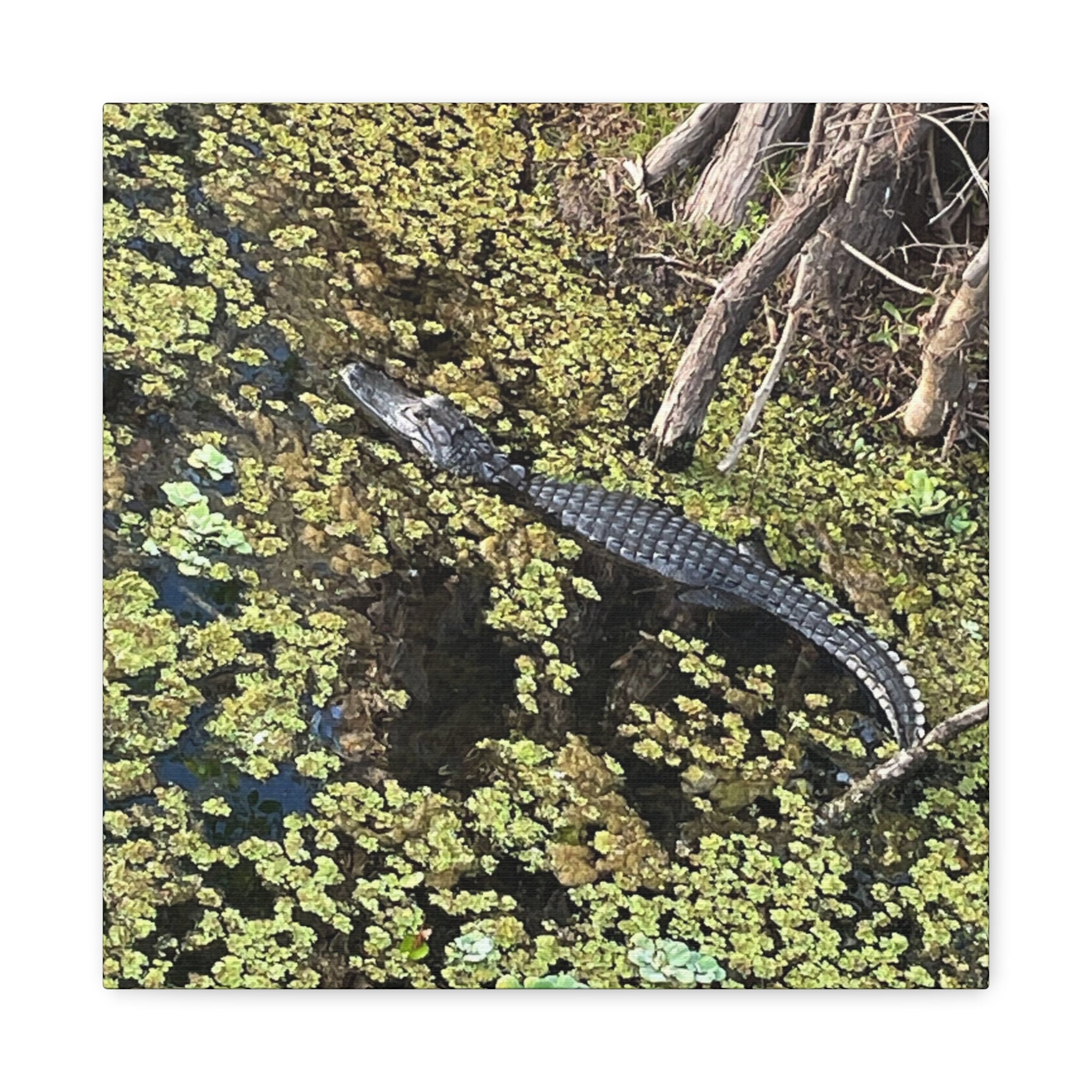 Alligator Photography Canvas Print — Matte Stretched Wall Art